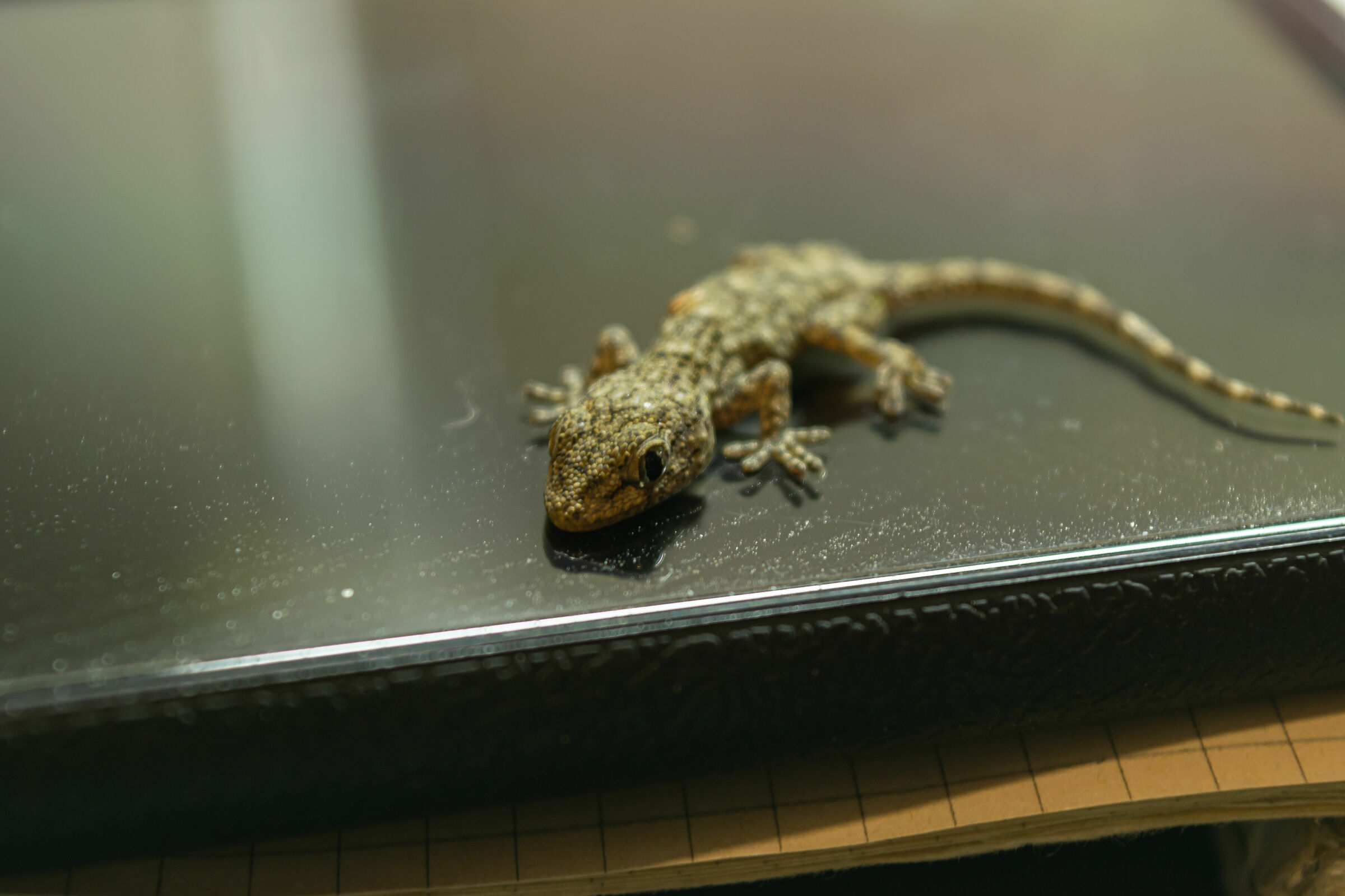 Small of Tarantola walliola (Common Geco)