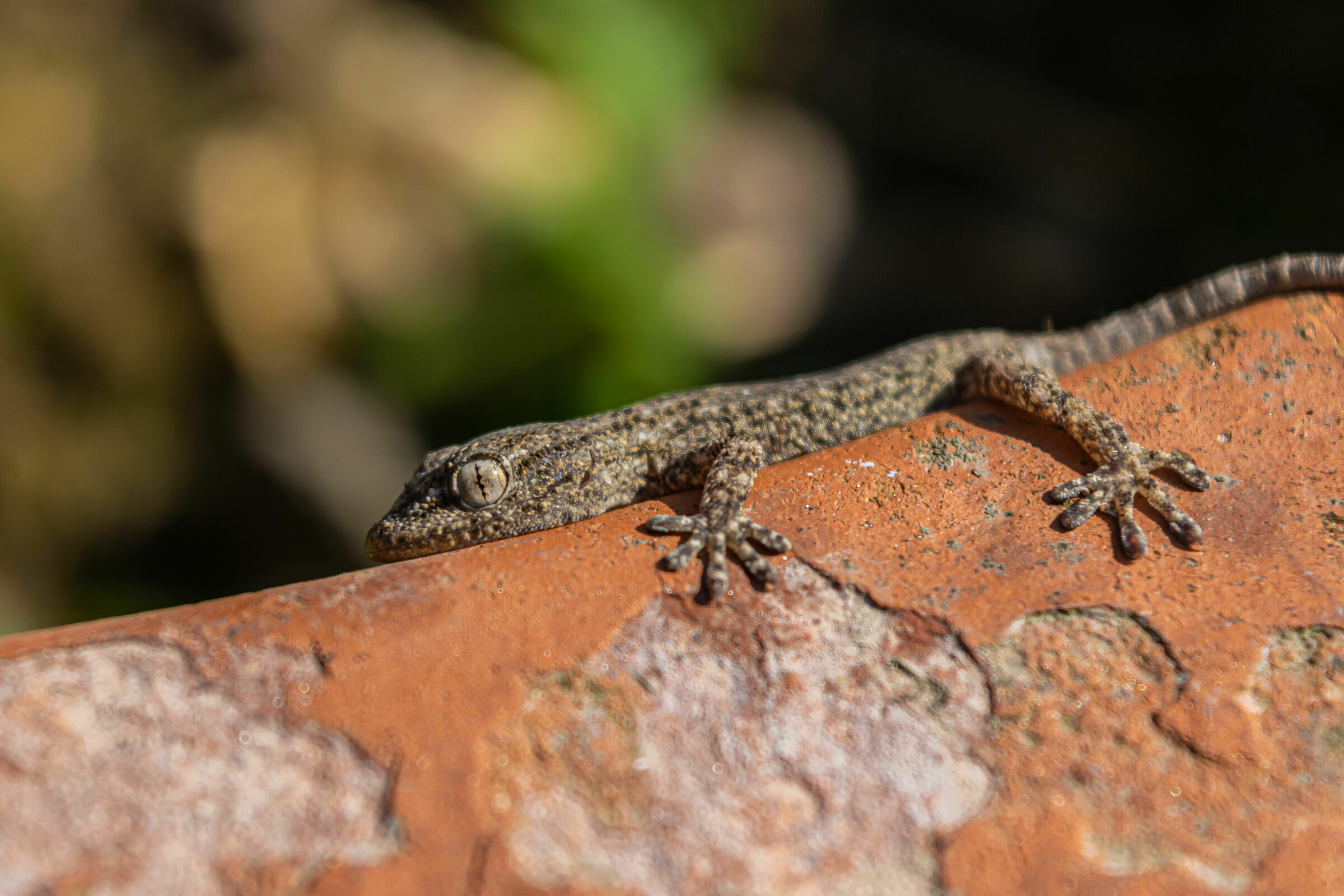 Small of Tarantola walliola (Common Geco)