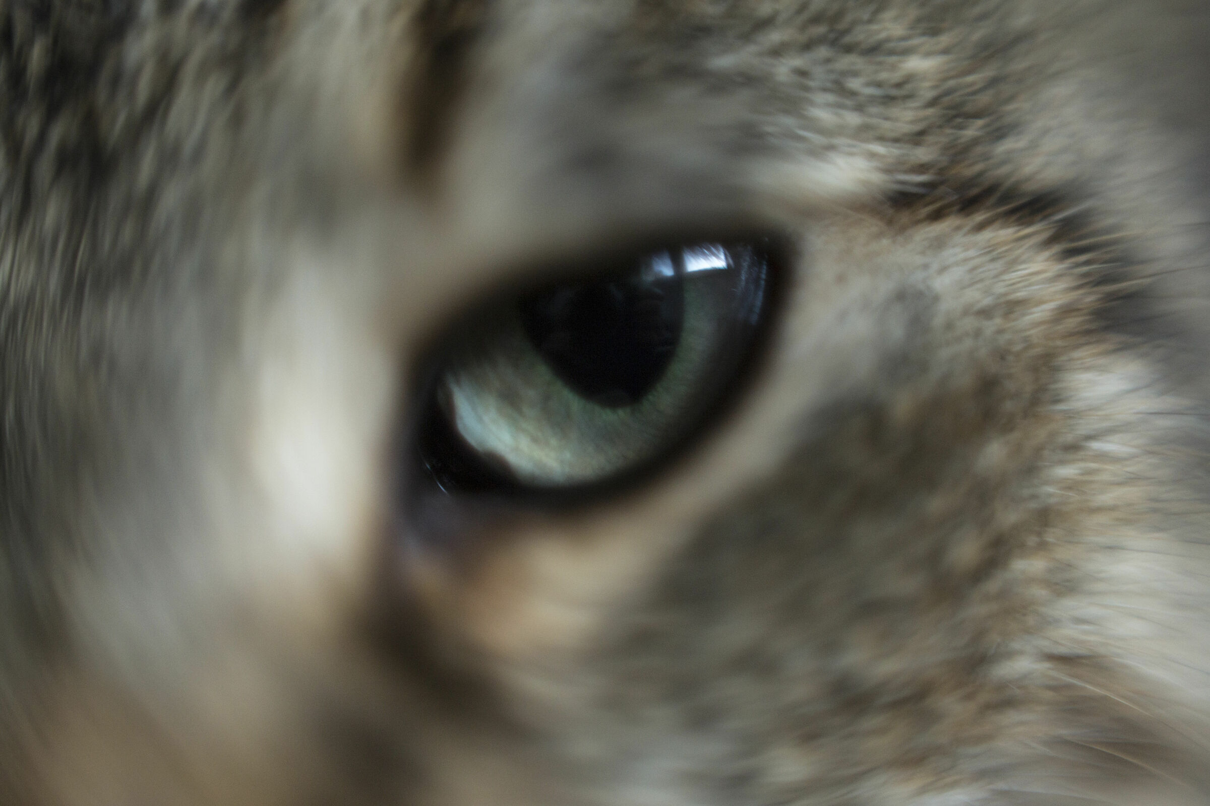 Cat's Eye