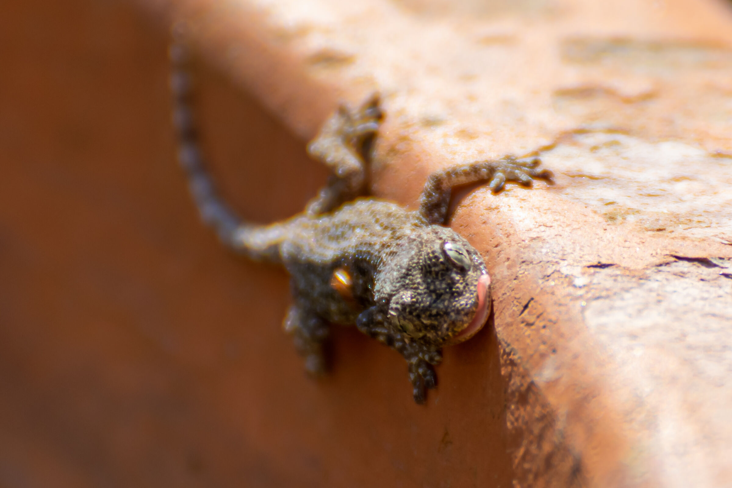 Small of Tarantola walliola (Common Geco)