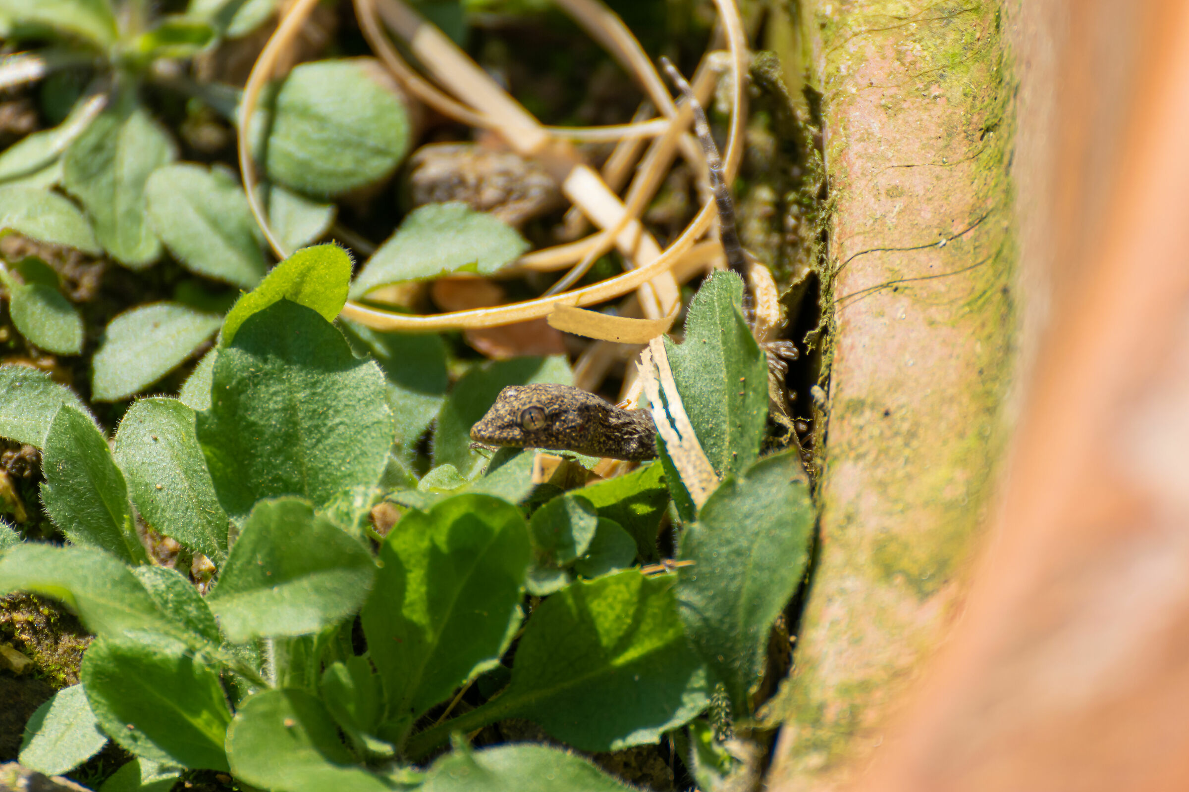 Small of Tarantola walliola (Common Geco)