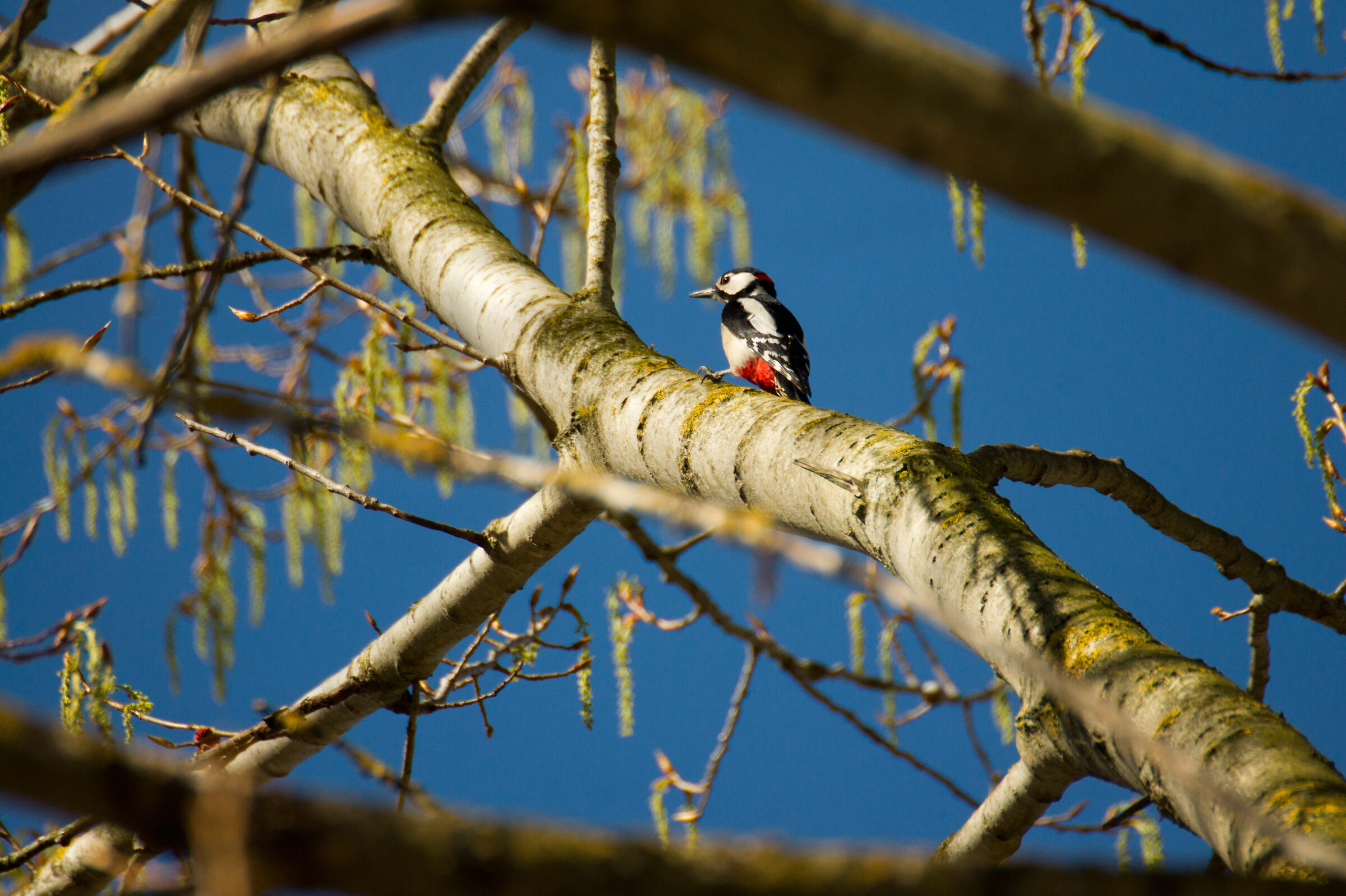 Red woodpecker
