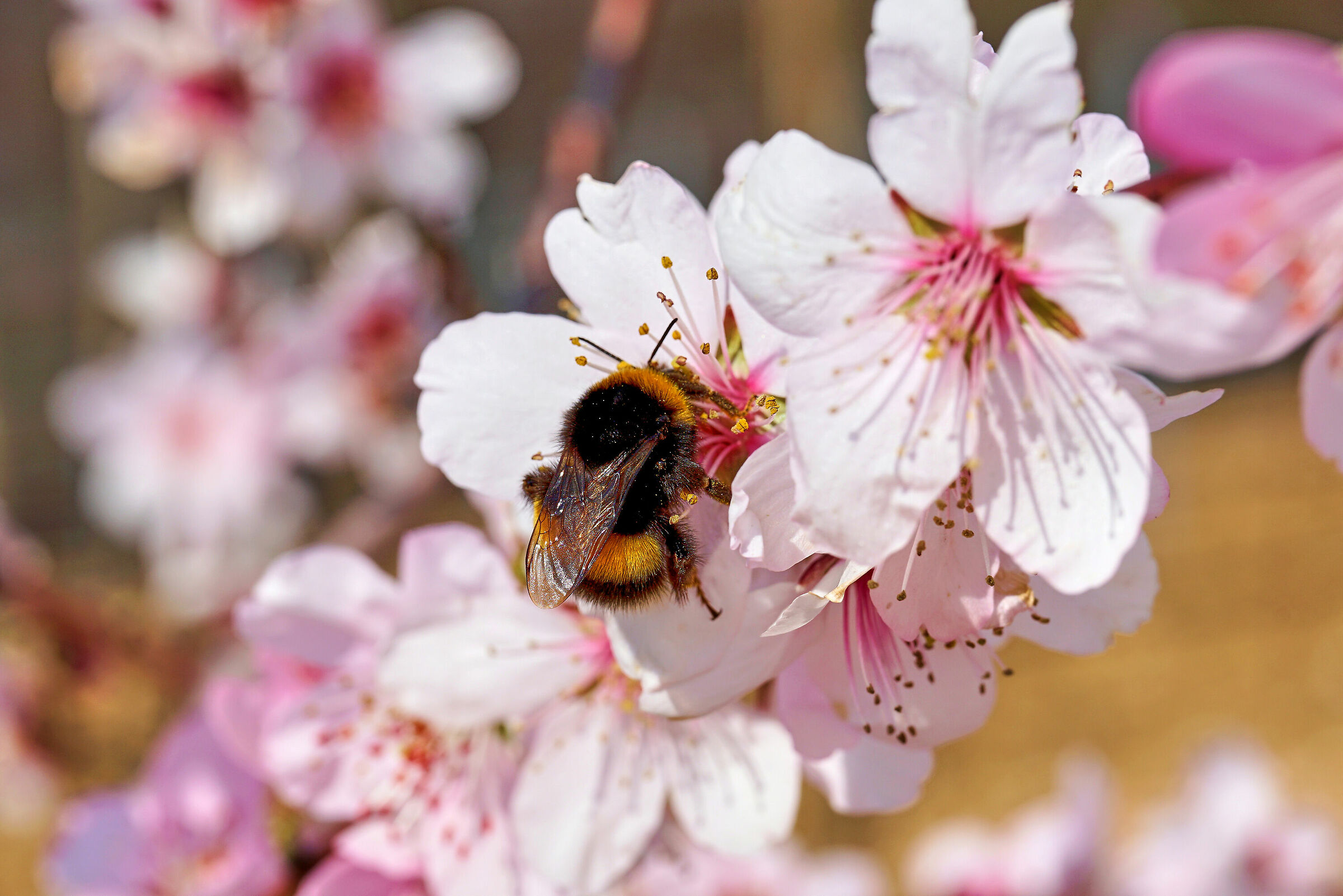Bomb on almond blossoms