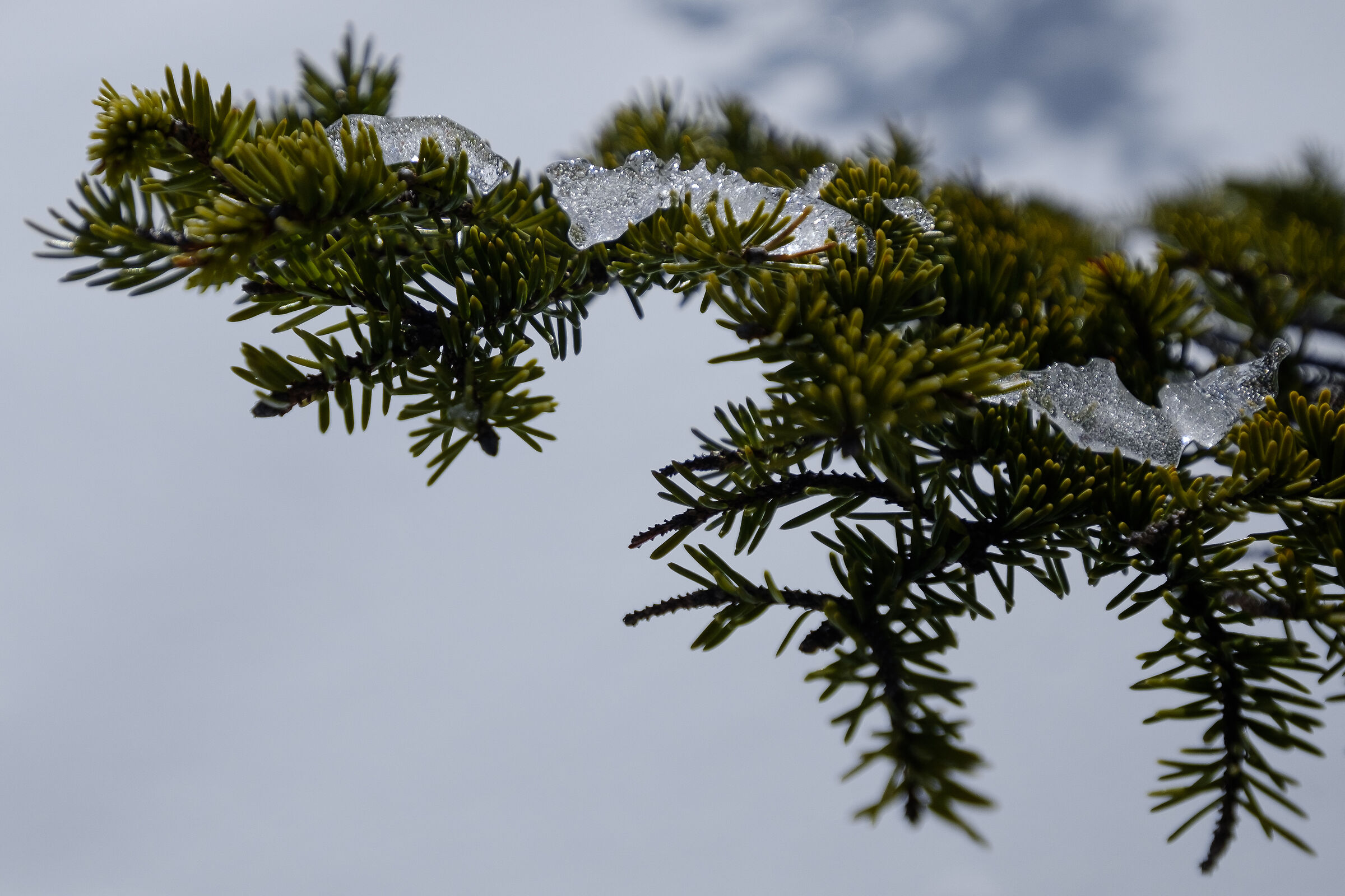 Dettagli glaciali - Lago di Braies