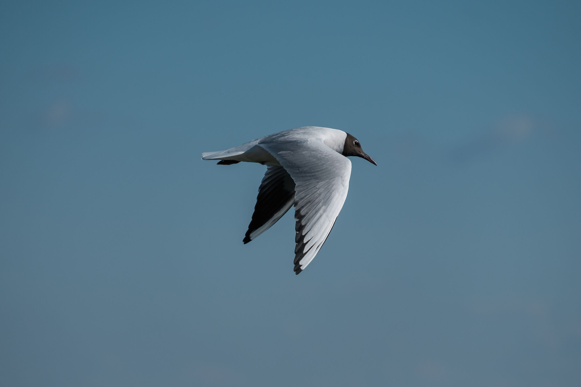 Alla ricerca di una preda sul Lago di Garda - Padenghe
