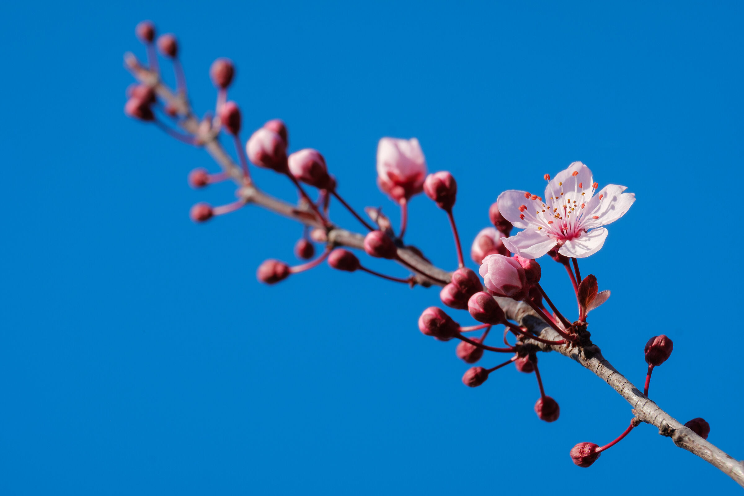 La natura è il miglior artista - Medole