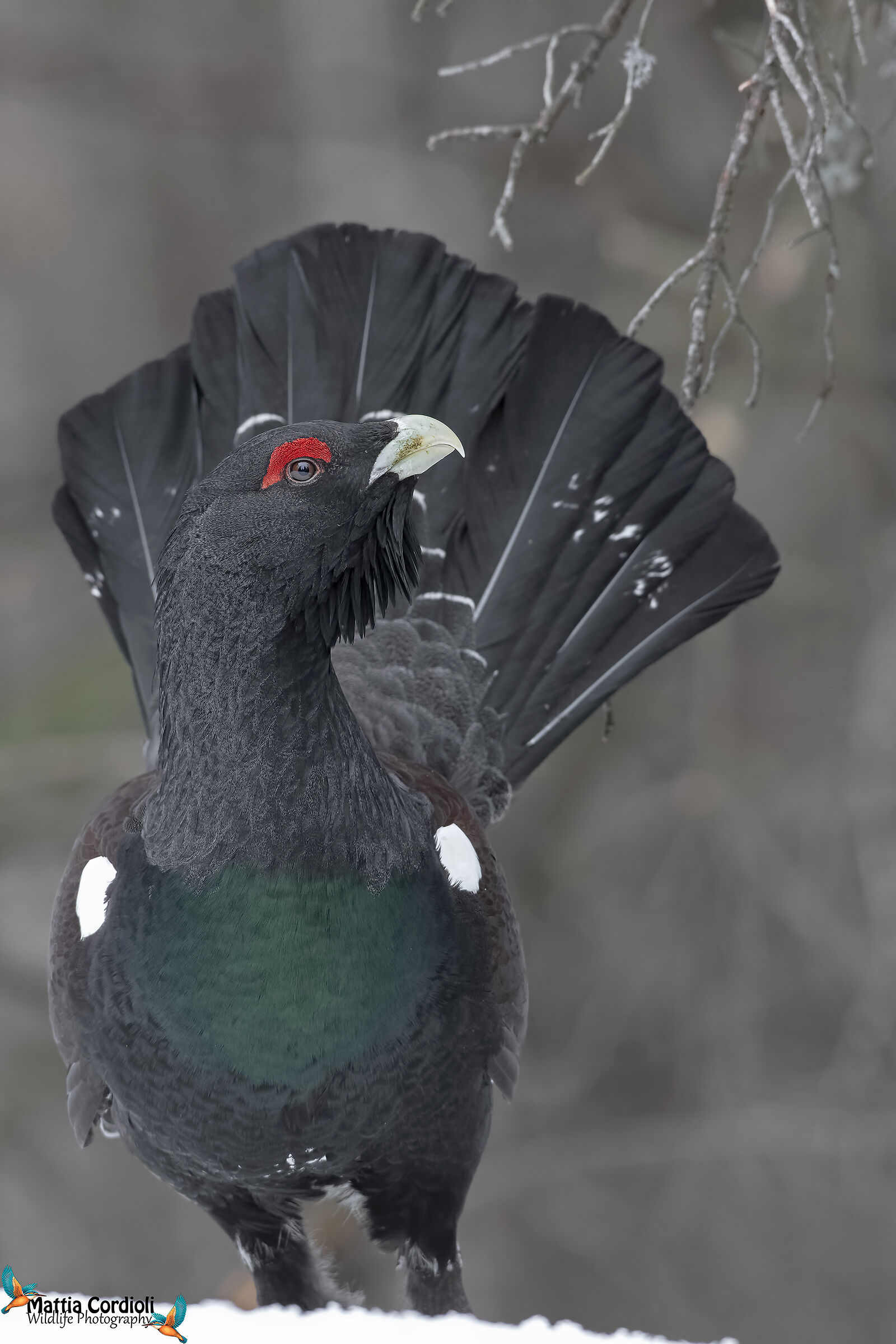 gallo cedrone