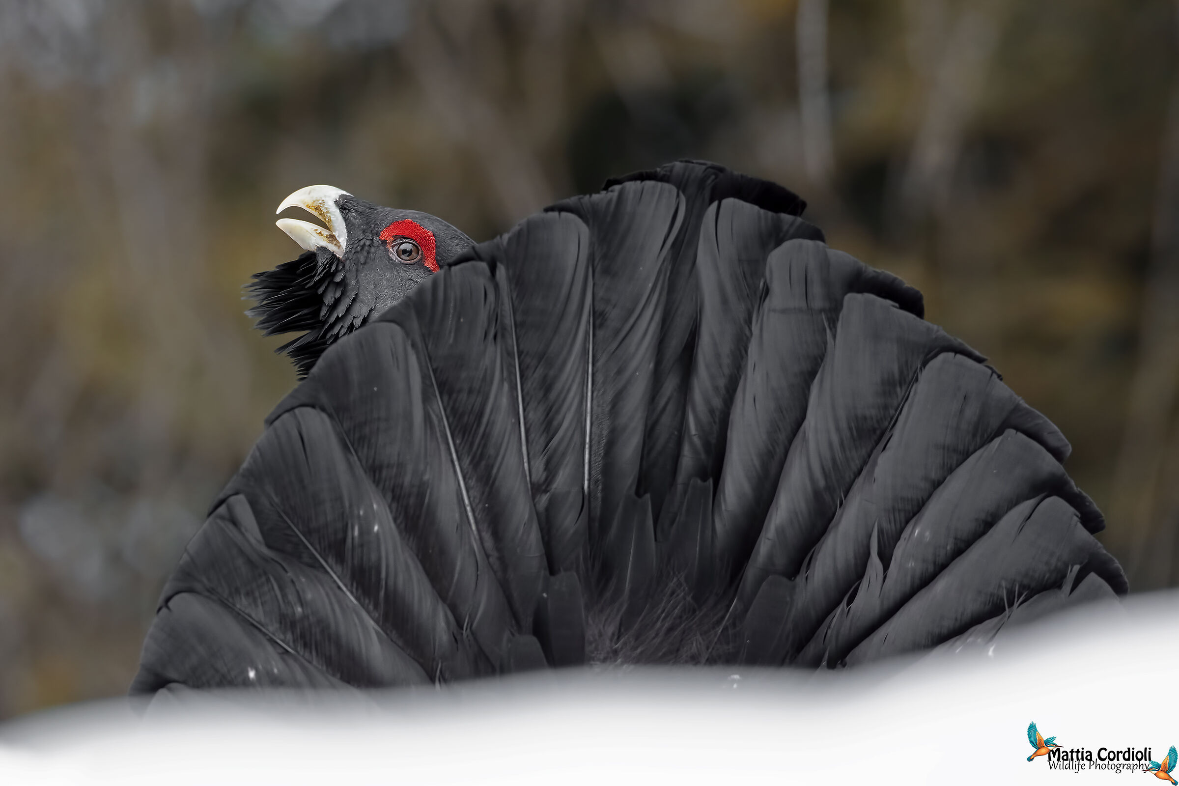 gallo cedrone