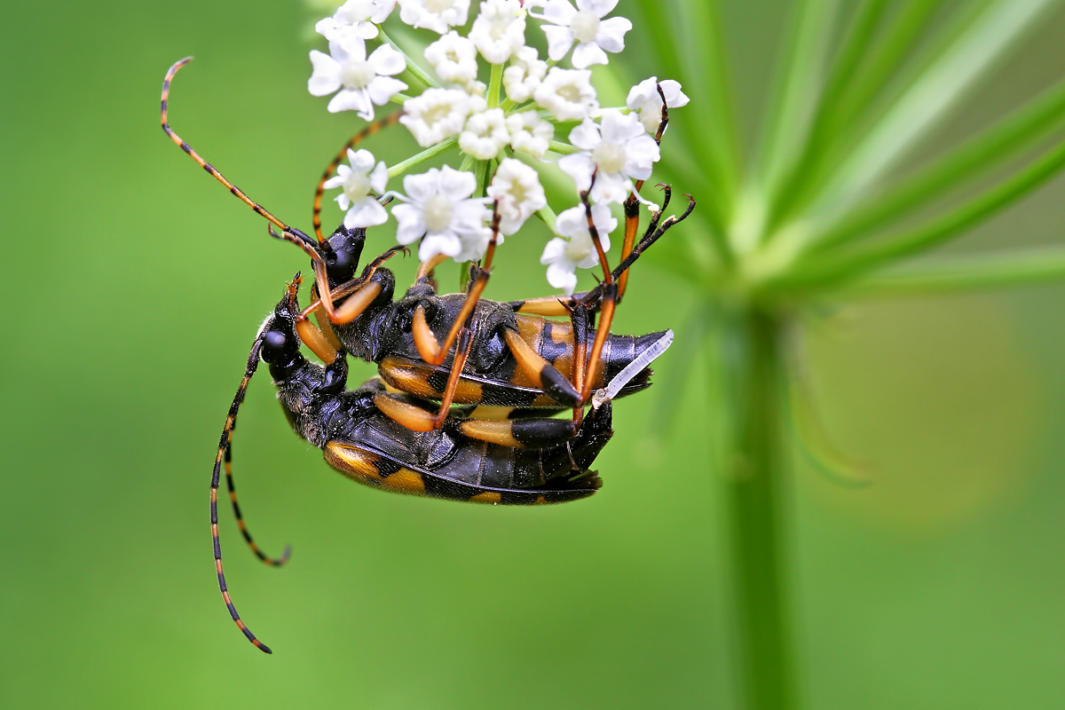 Clytus Arietis - Intimacy violated