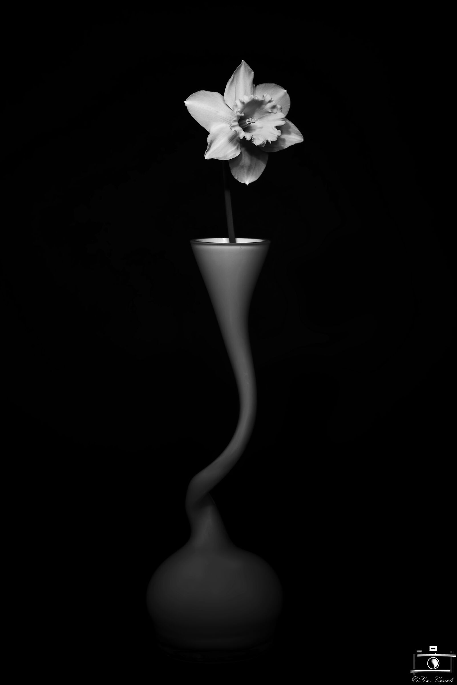 Giunchiglia in vaso bianco