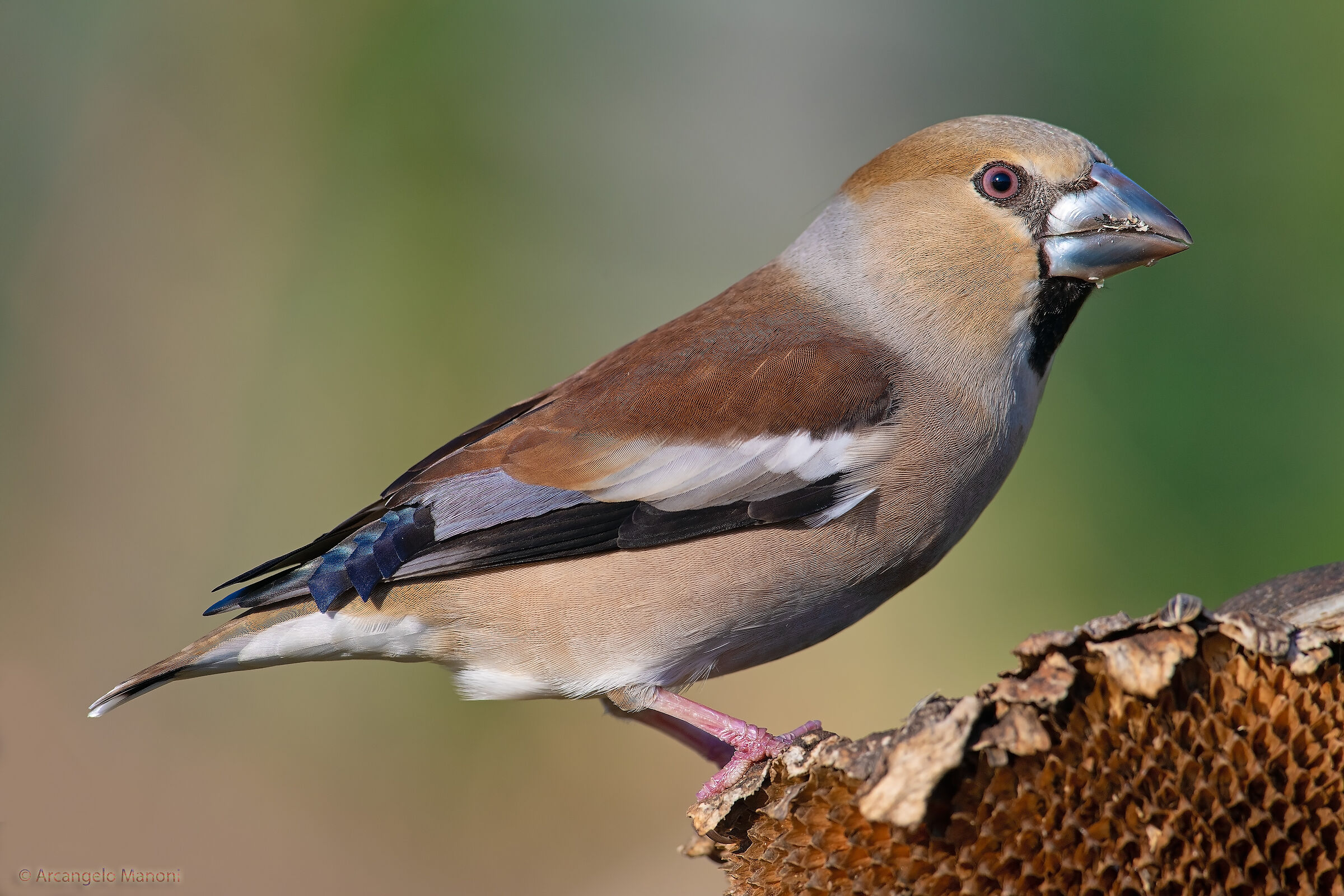 The wonderful female frosone