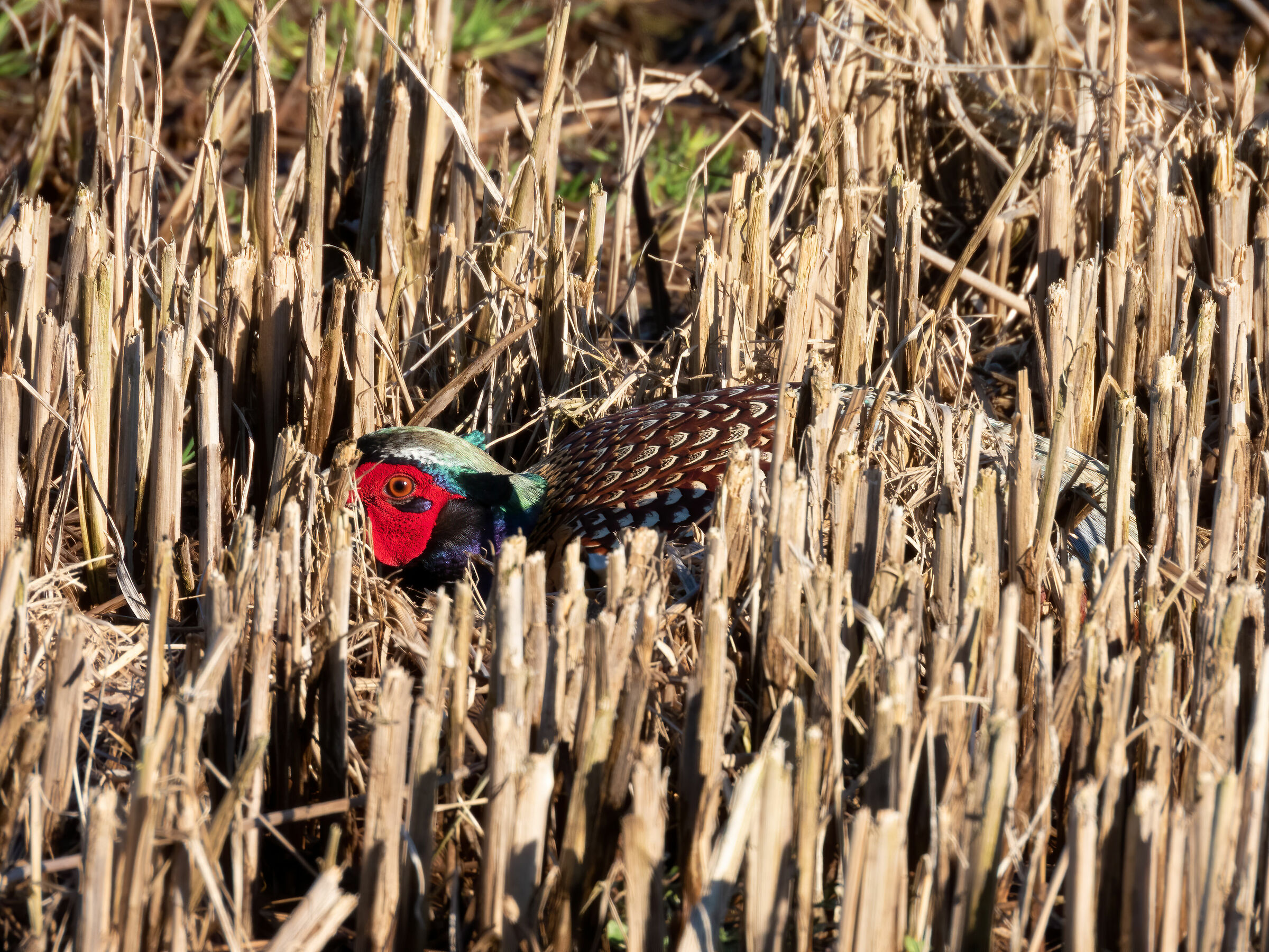 Mysterious Bird... (Maybe!)