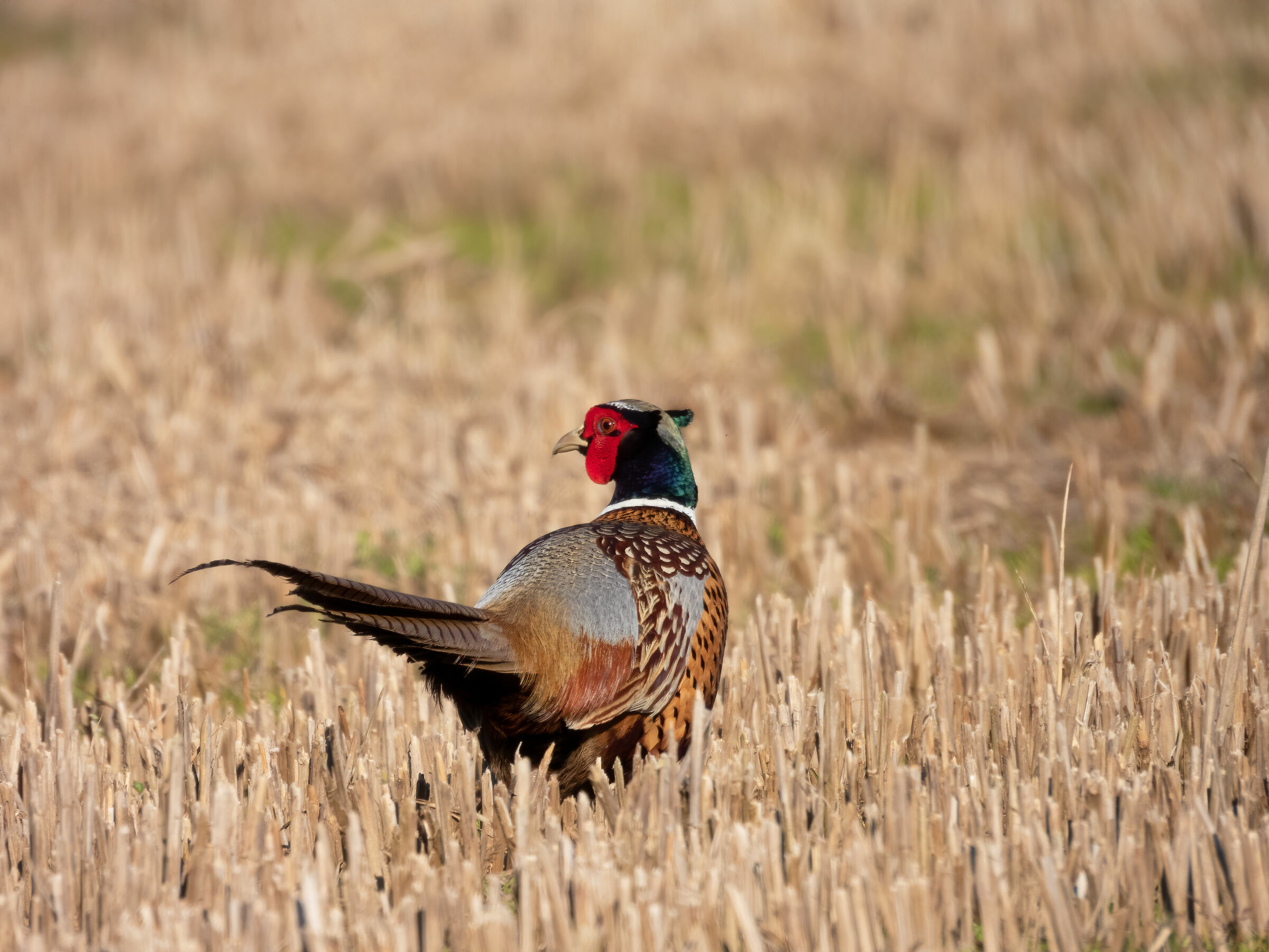 The Indinnnnniate Pheasant