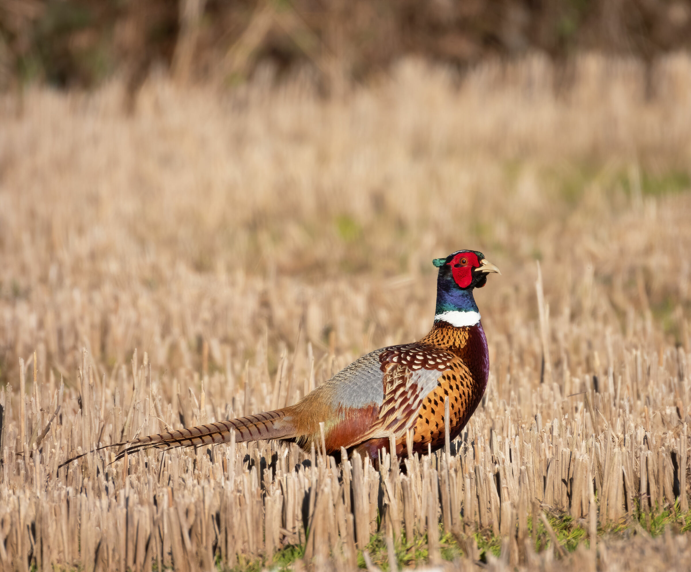Pheasant (Phasianus colchicus) - ?