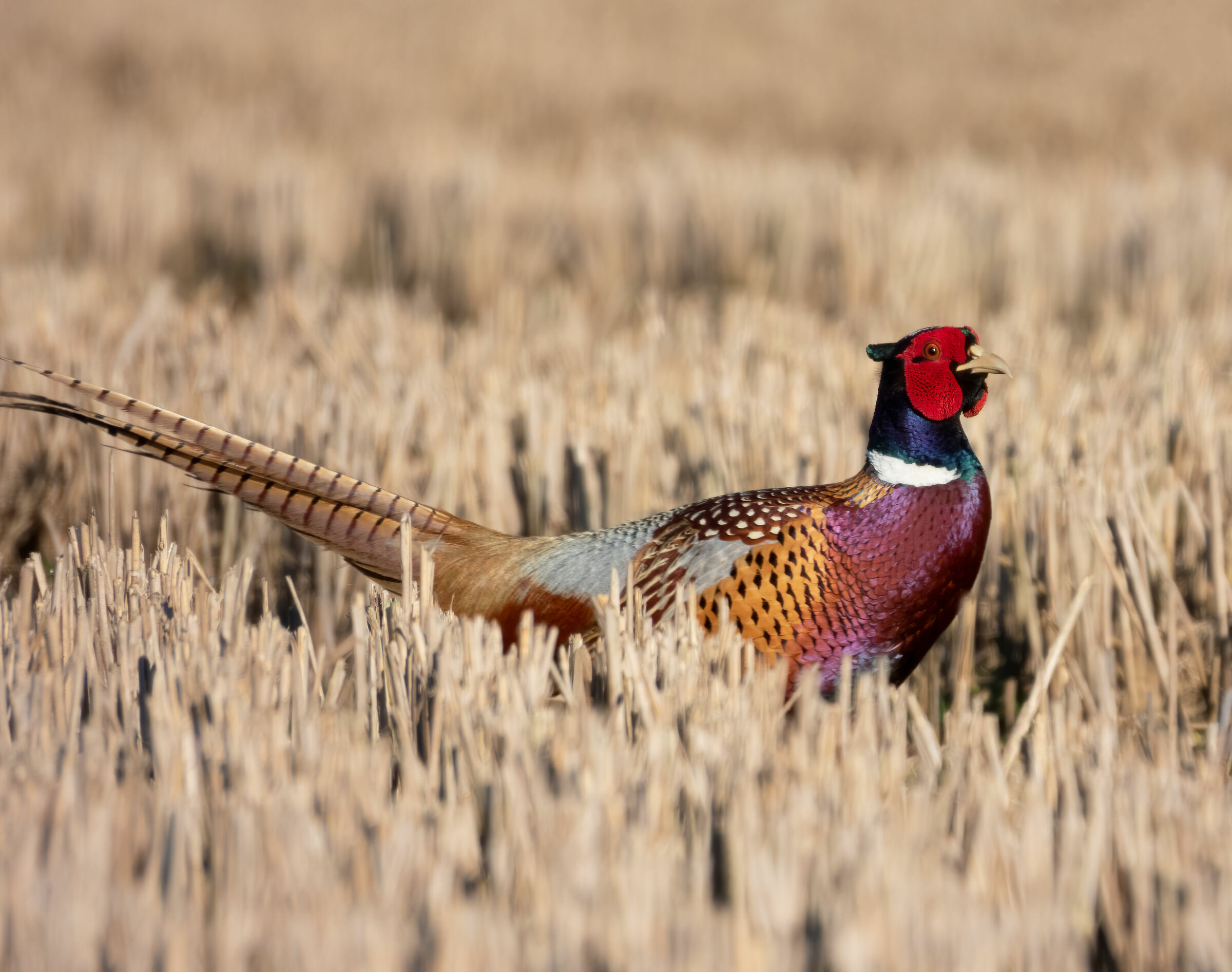 What are you looking at? You don't catch me by now!!!