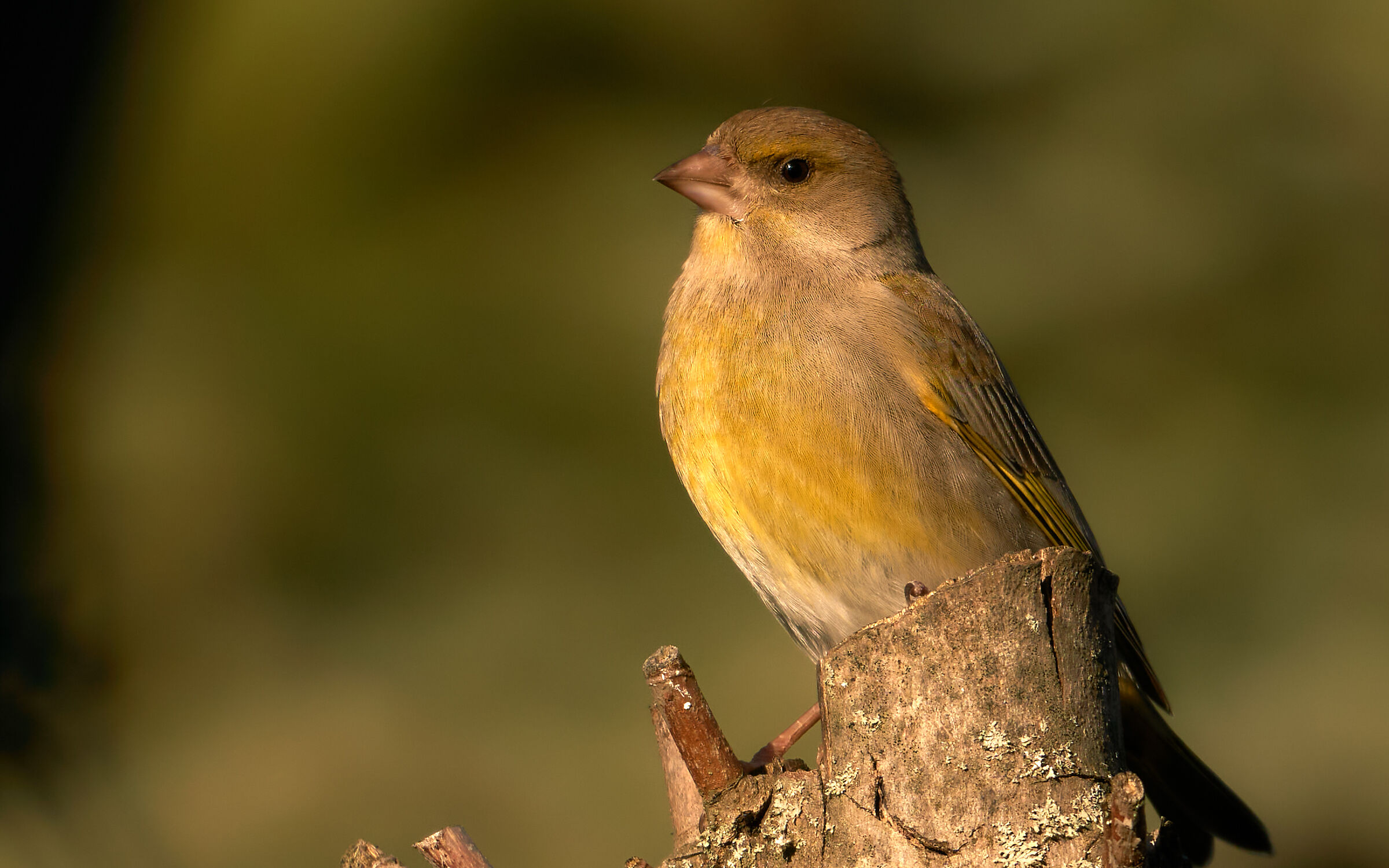 Verdone tra i rami del giardino di casa