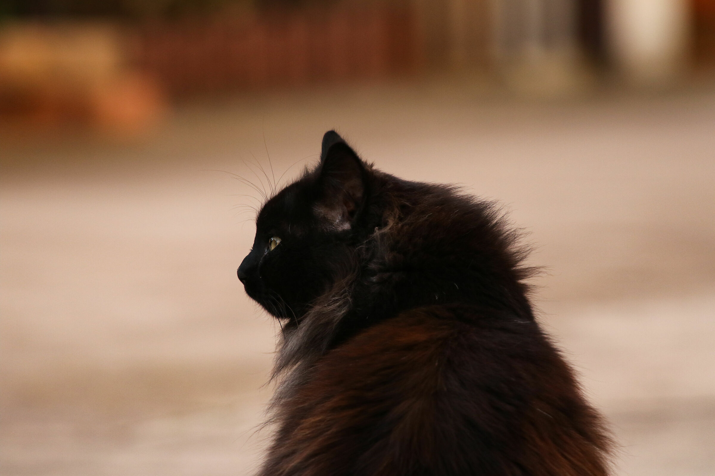 Mi riposo o non mi riposo?