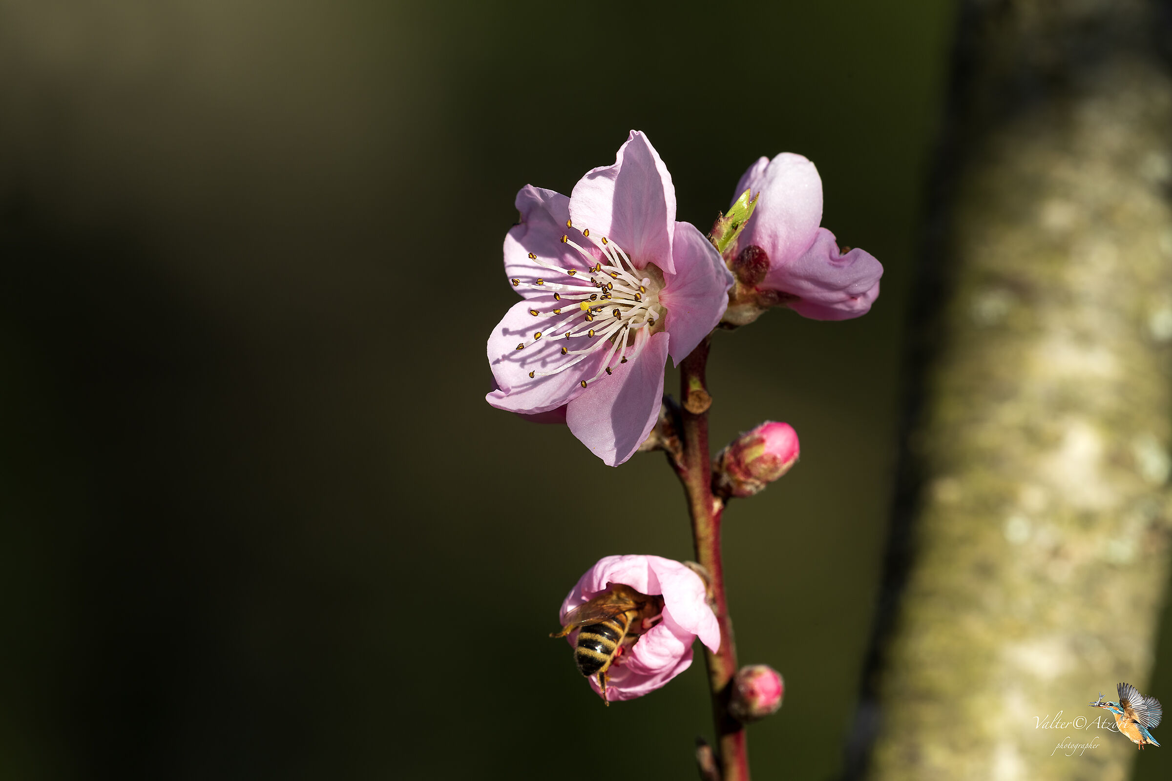 Peach flowers and bee
