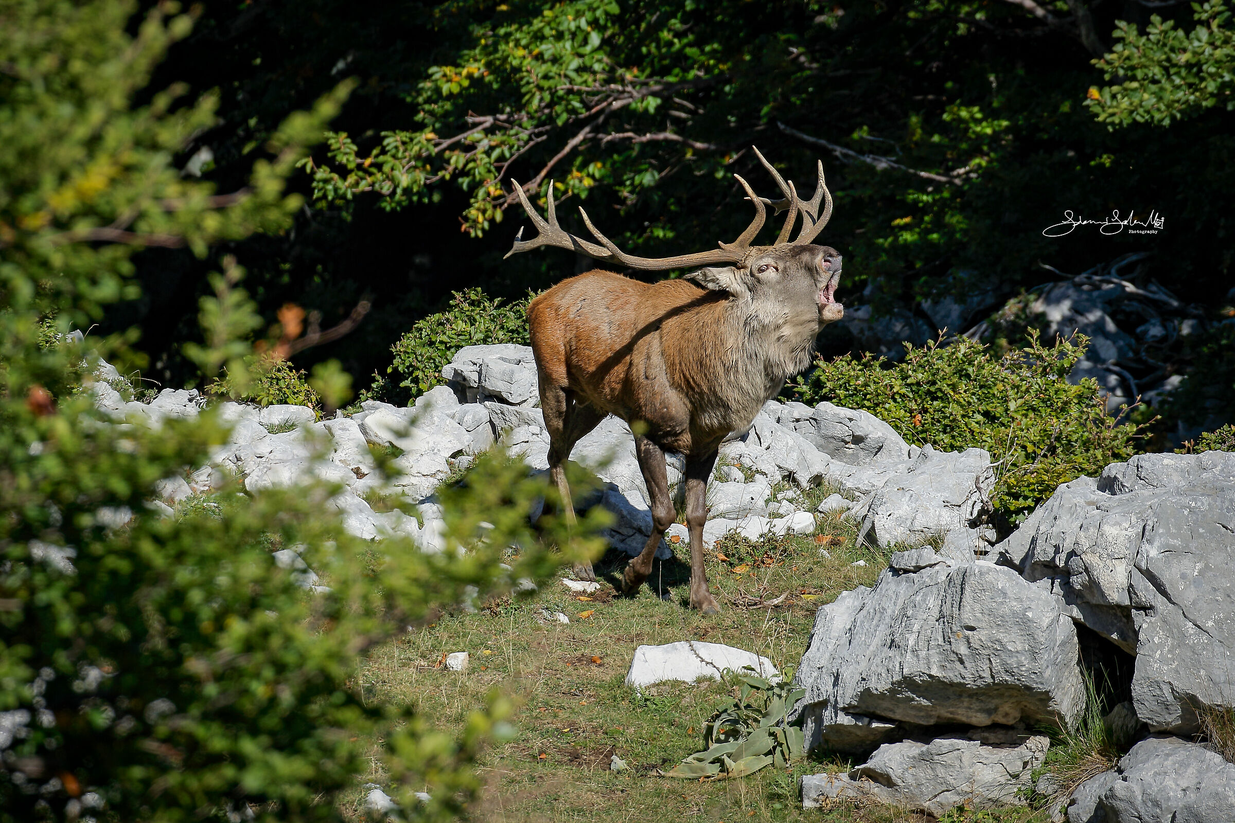 Deer's roar (Cervus elaphus, Linnaeus, 1758)