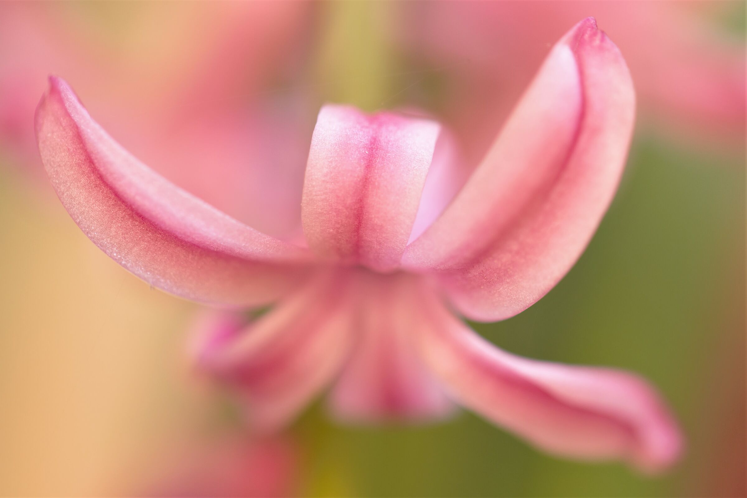 Siamo tutti fiori dello stesso giardino