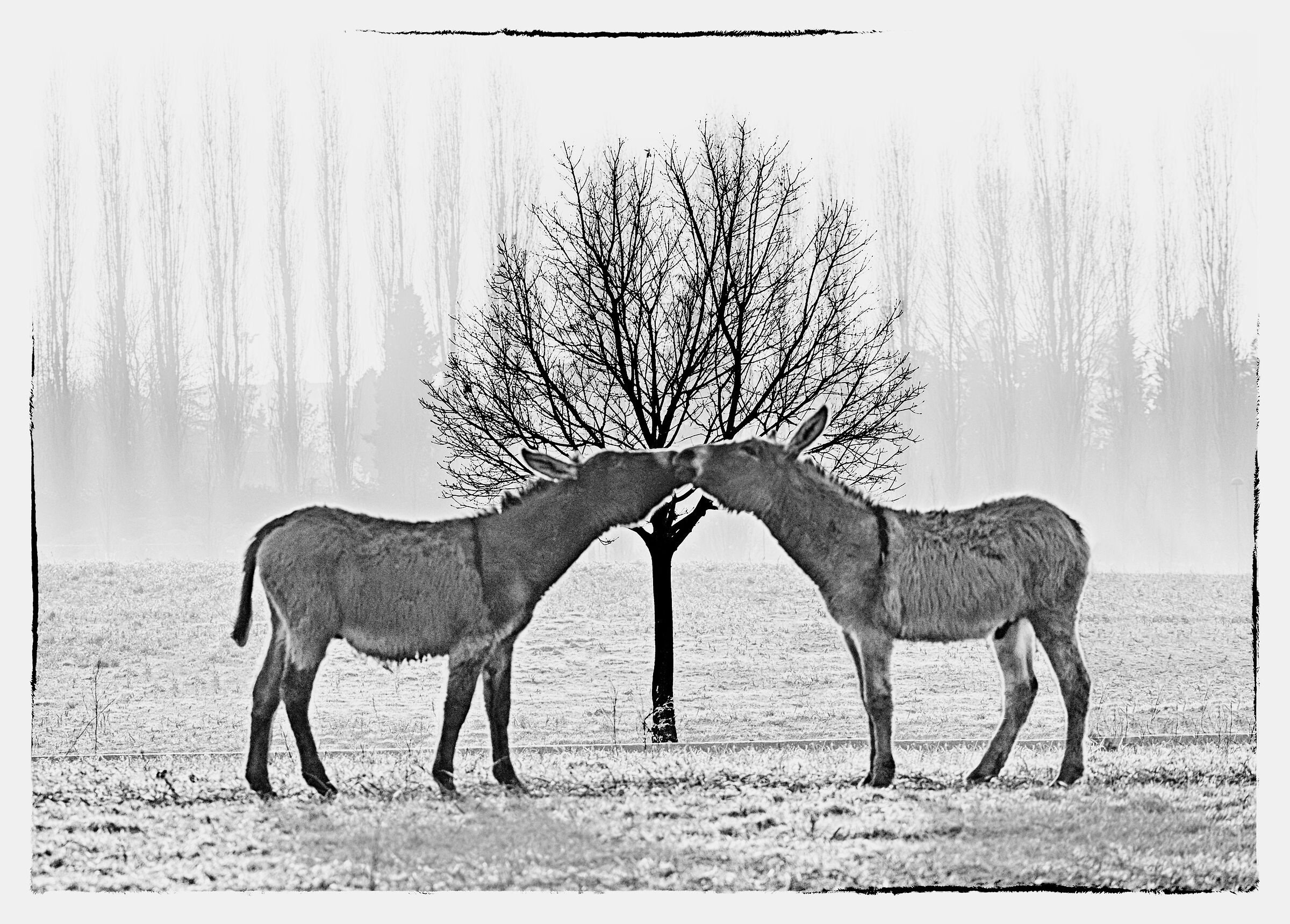 Albero degli innamorati..... speciale!