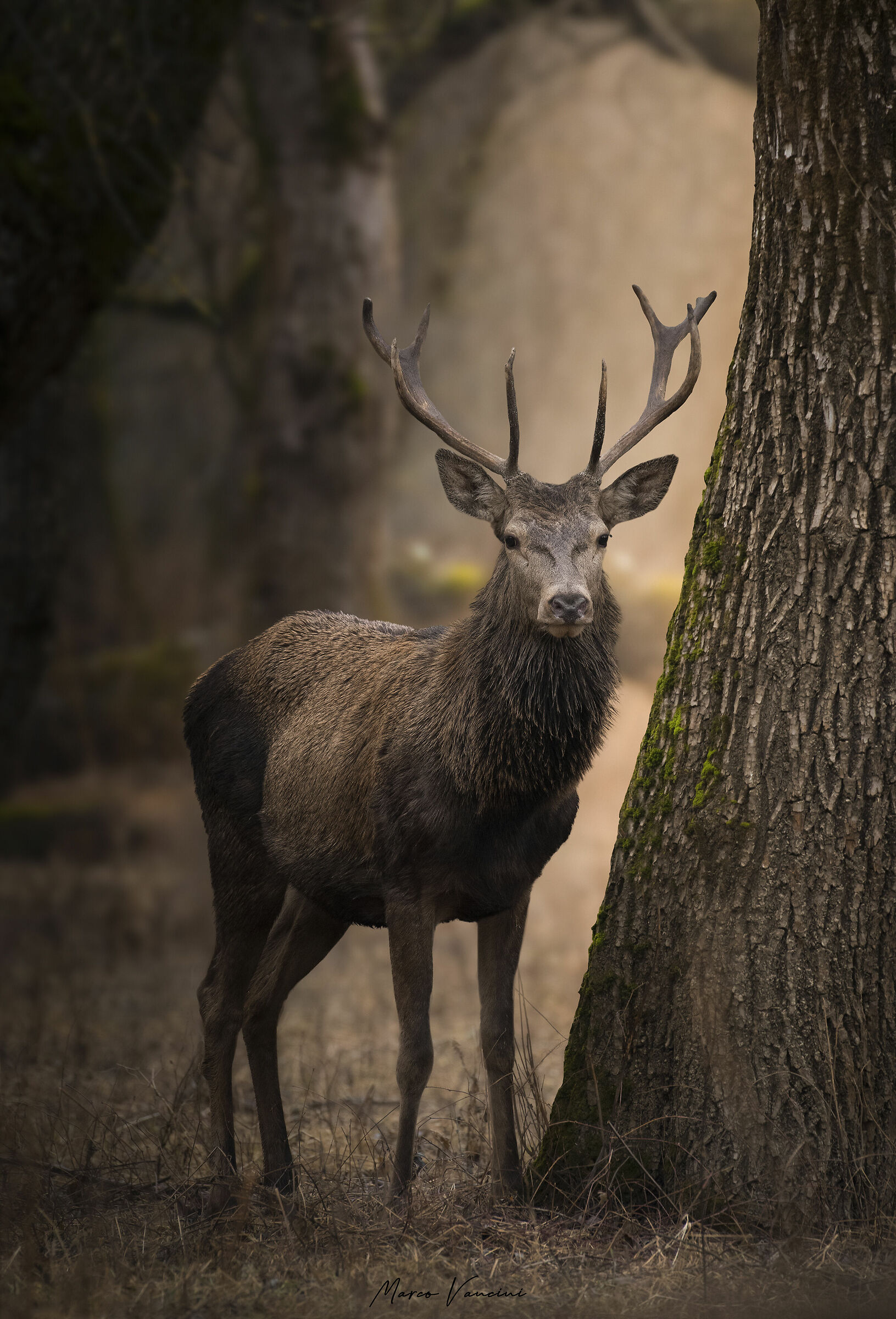 Un cervo al tramonto