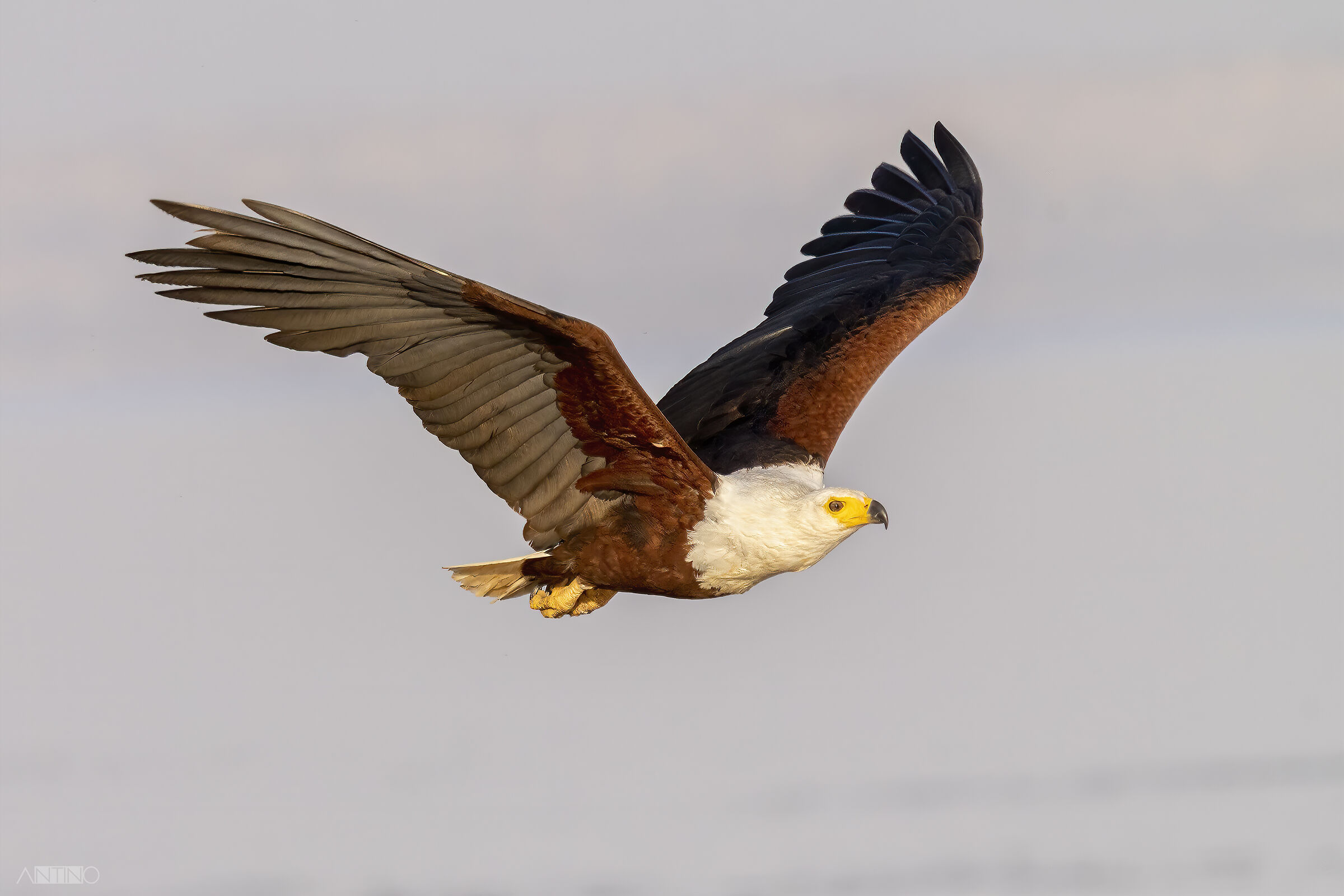 Aquila urlatrice, Haliaeetus vocifer