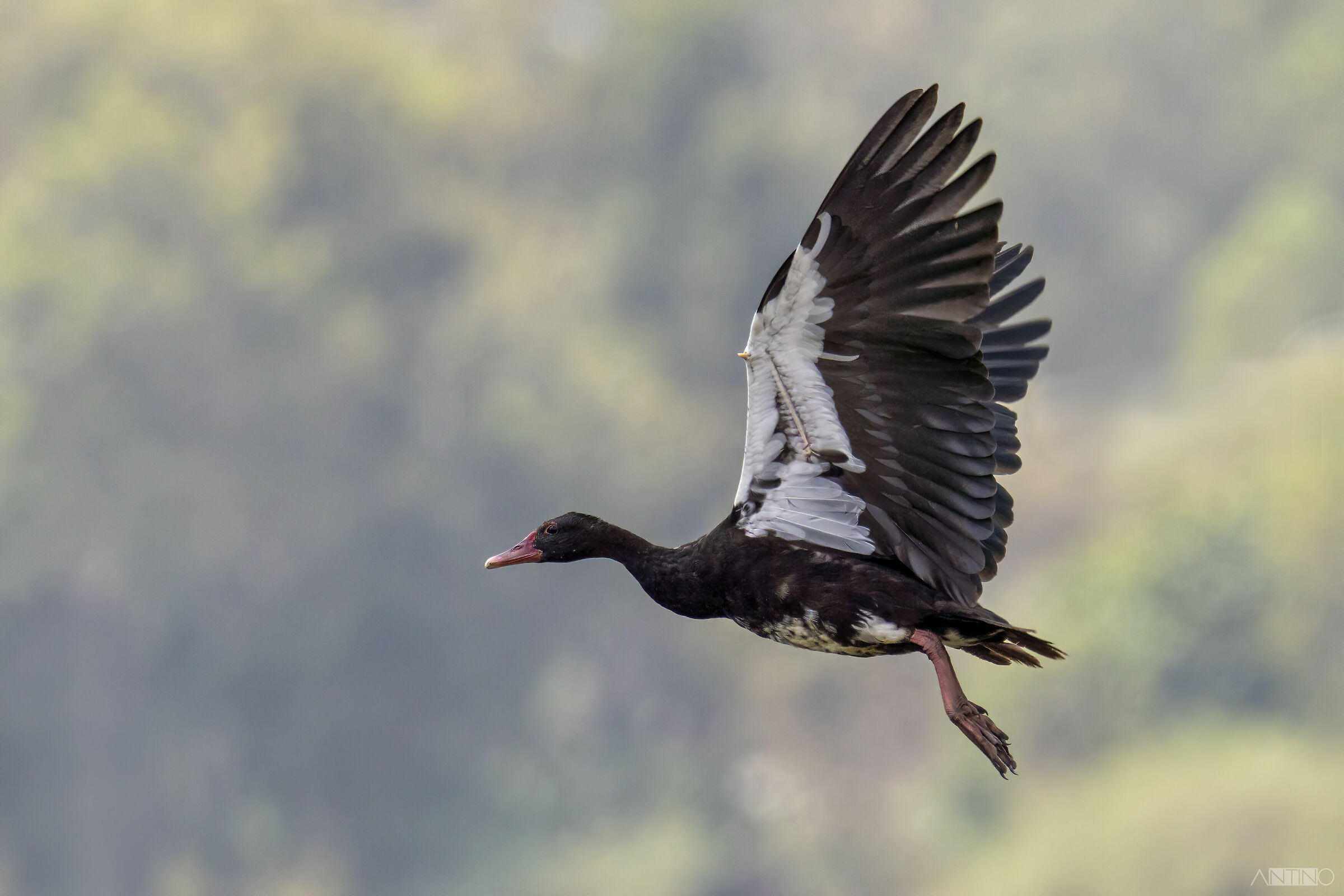 Oca dallo sperone, Plectropterus gambensis