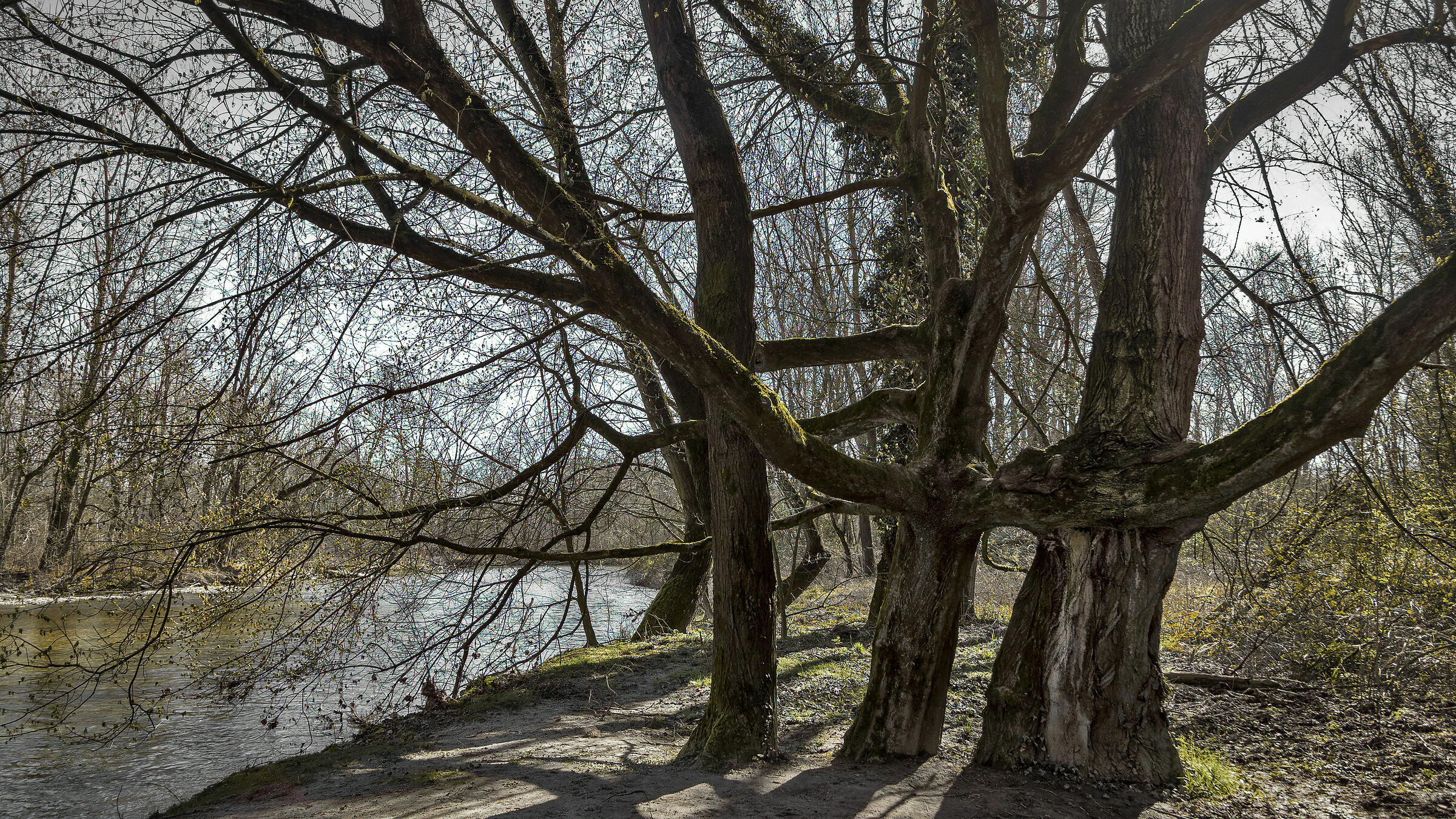 Scherzi della natura