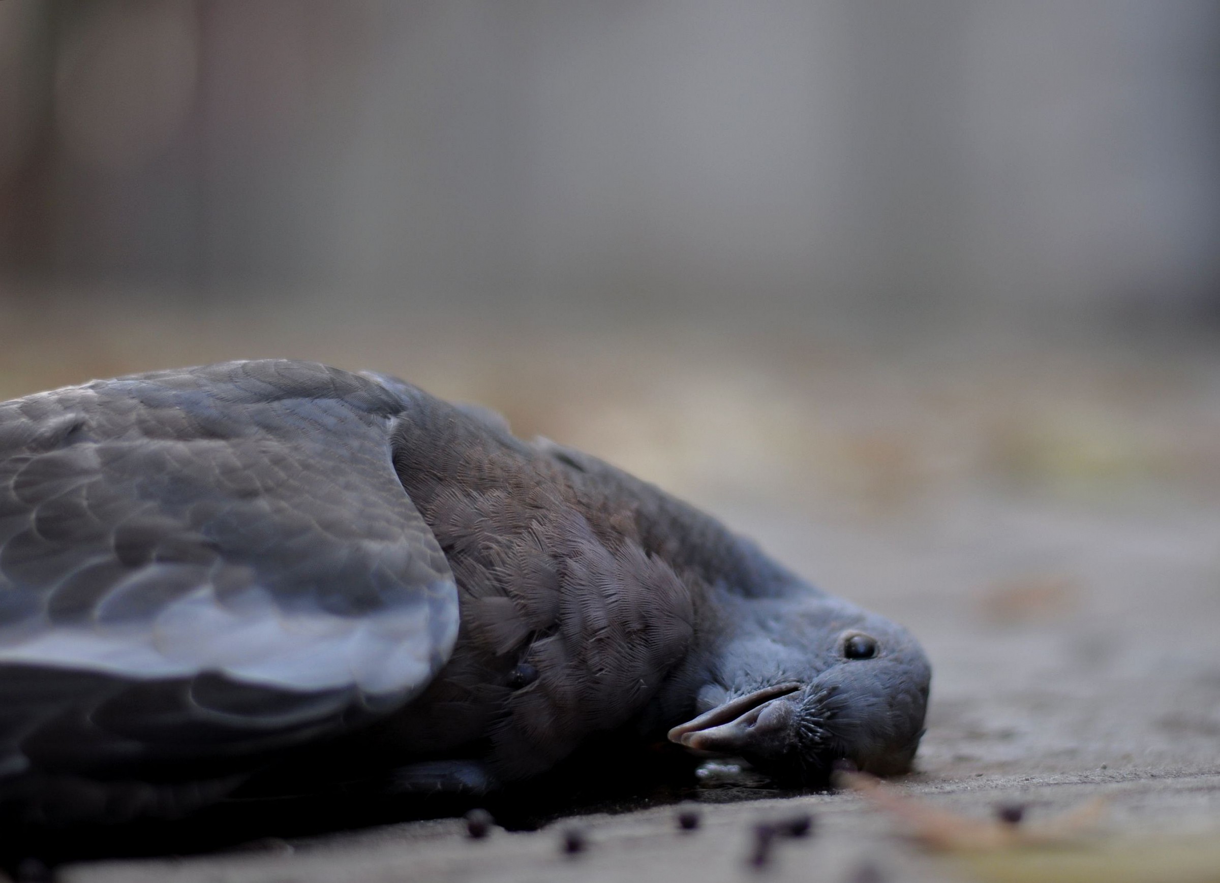 ...il perchè del mio errore sulla foto di Marf259