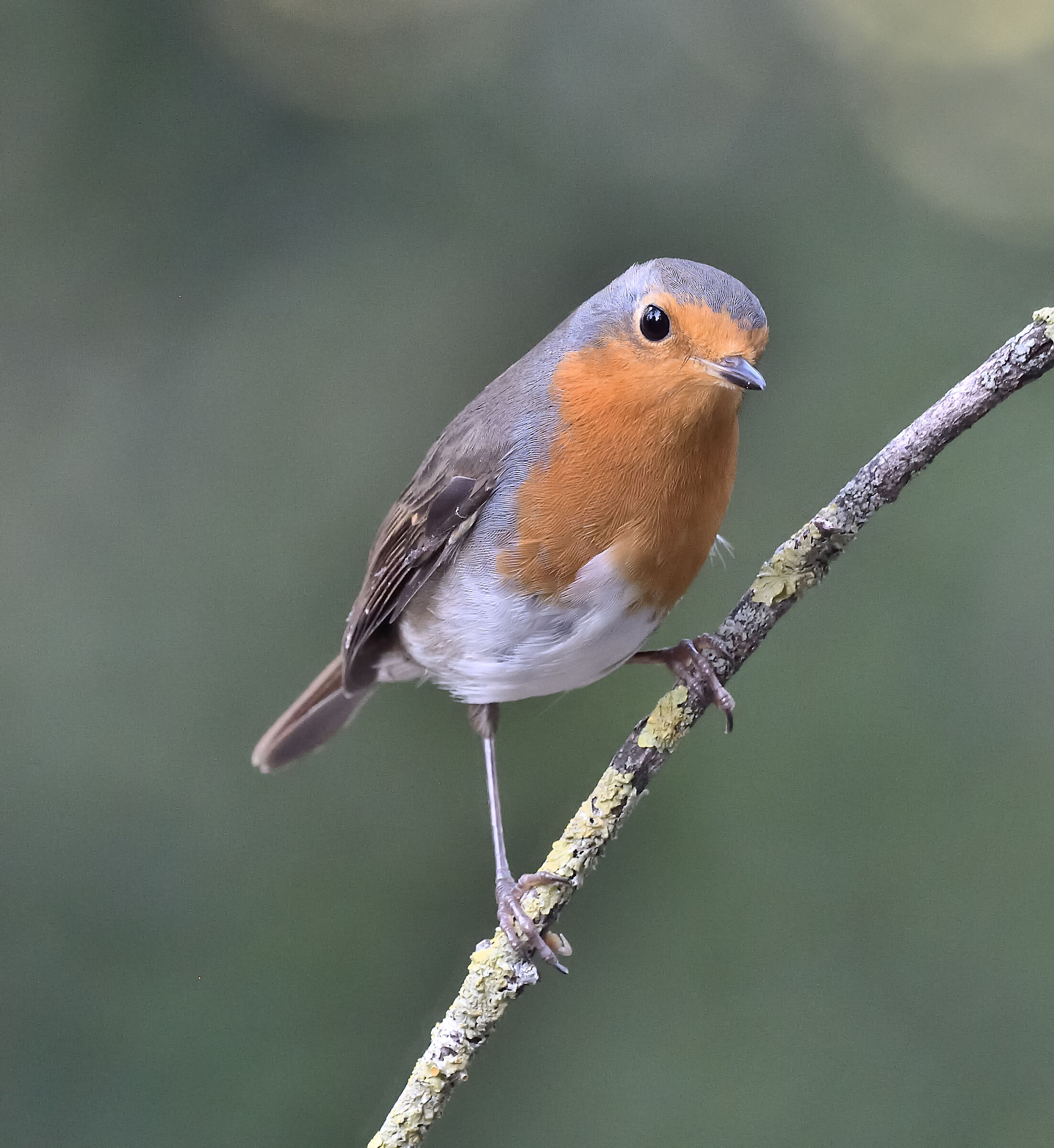 pettirosso riproposto con dominante verde corretta