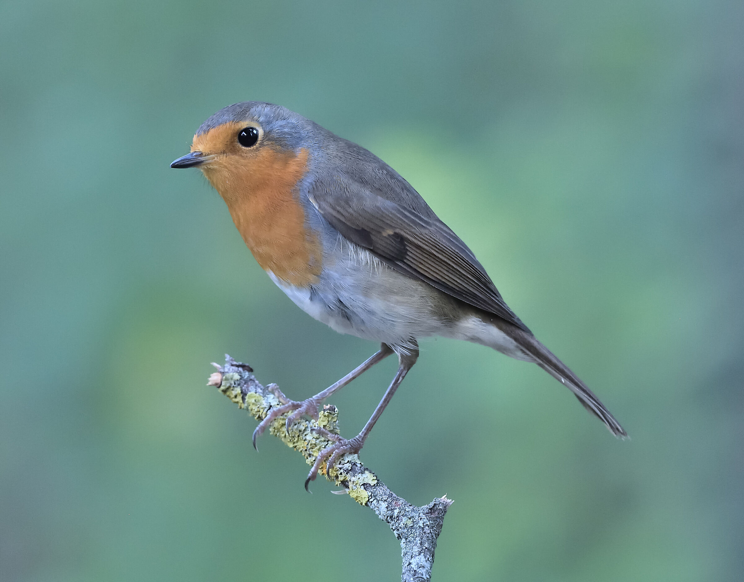 pettirosso riproposto con dominante verde corretta