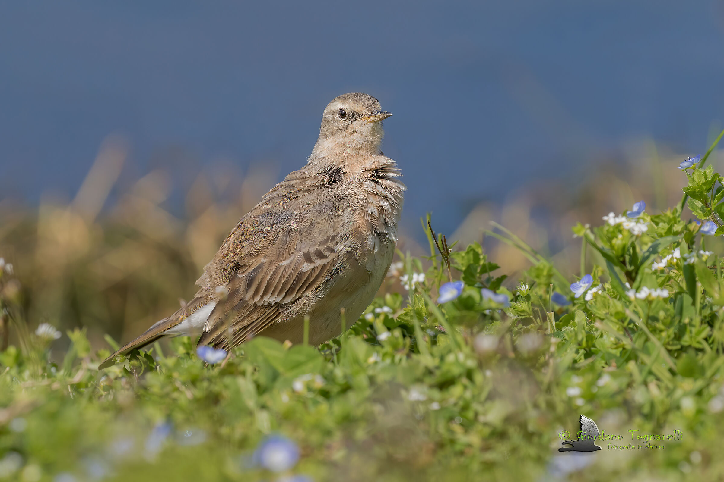 Spioncello (Anthus spinoletta)
