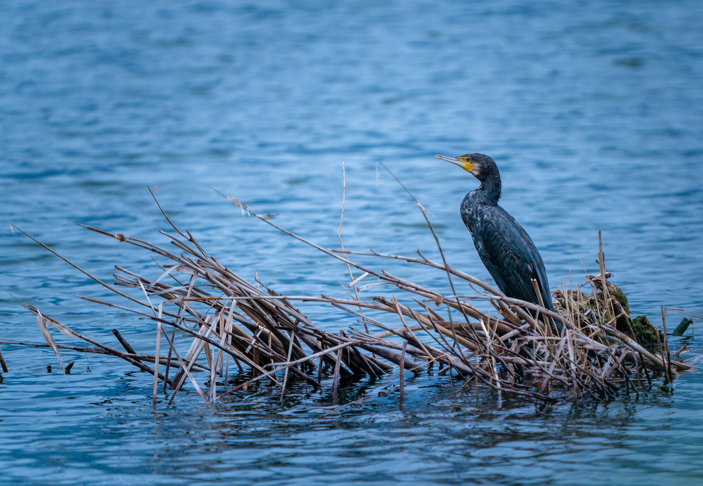 Cormorant