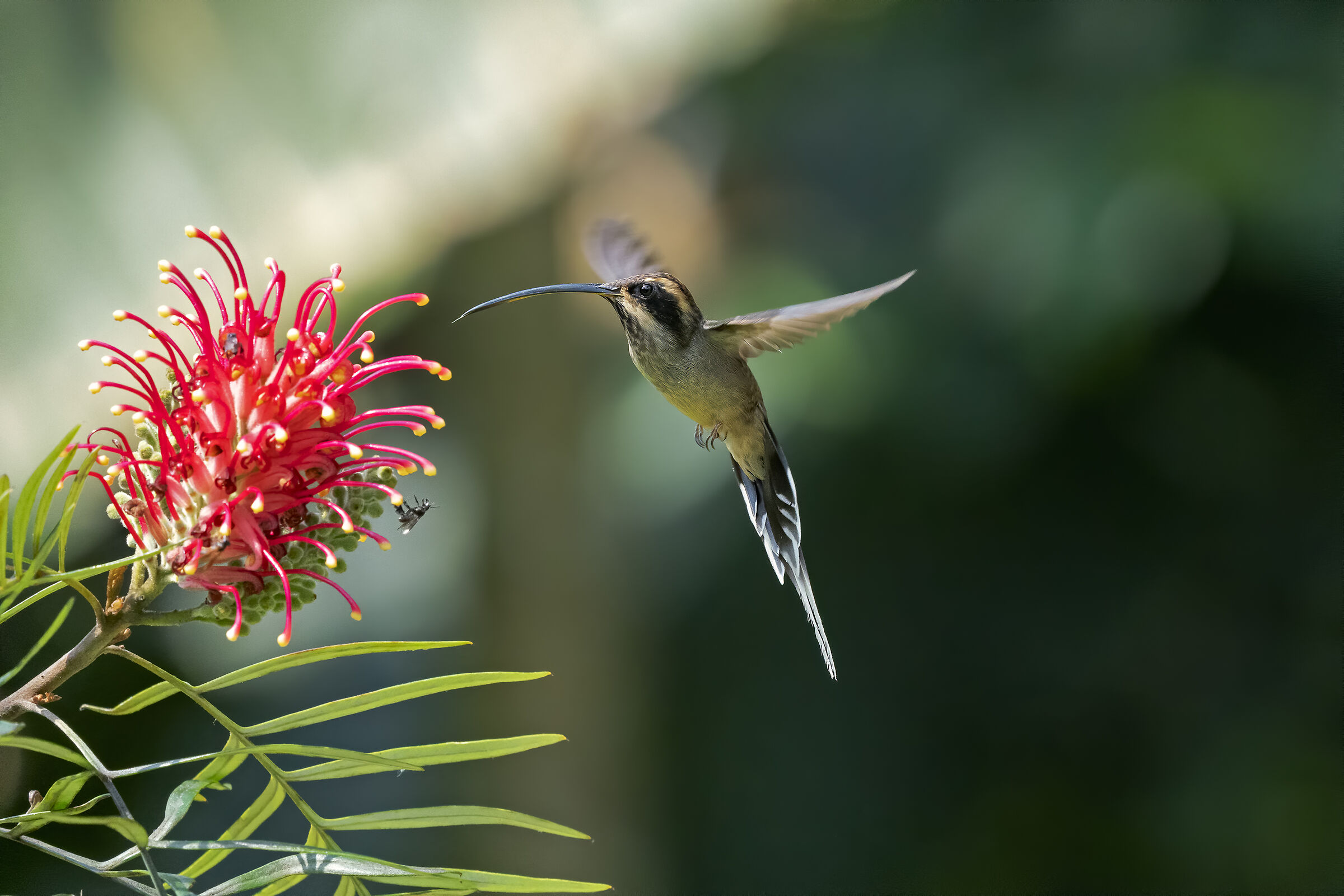 Rabo-Branco-De-Barba
