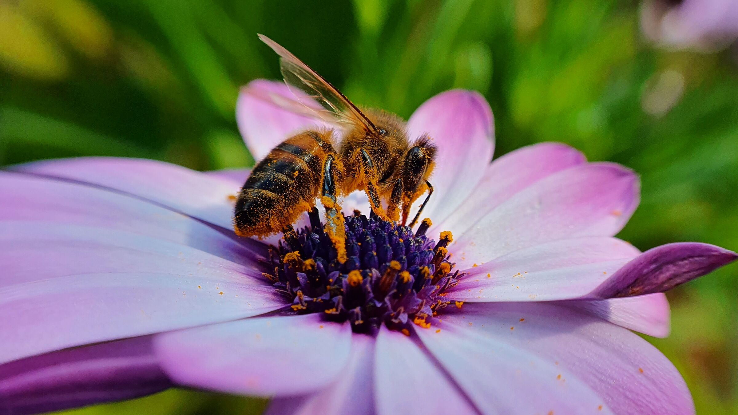 Bee dressed in pollen