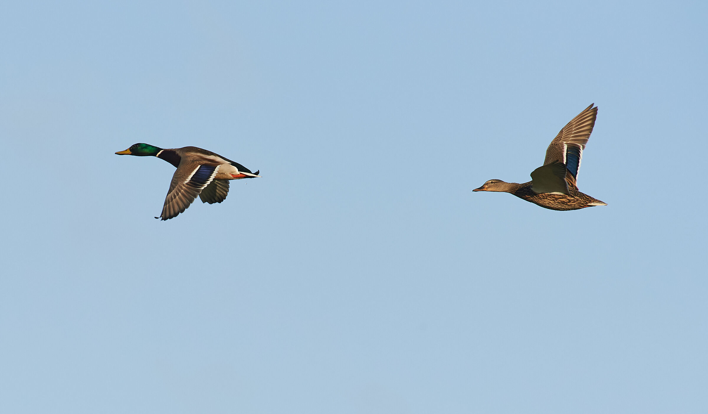 Mallards