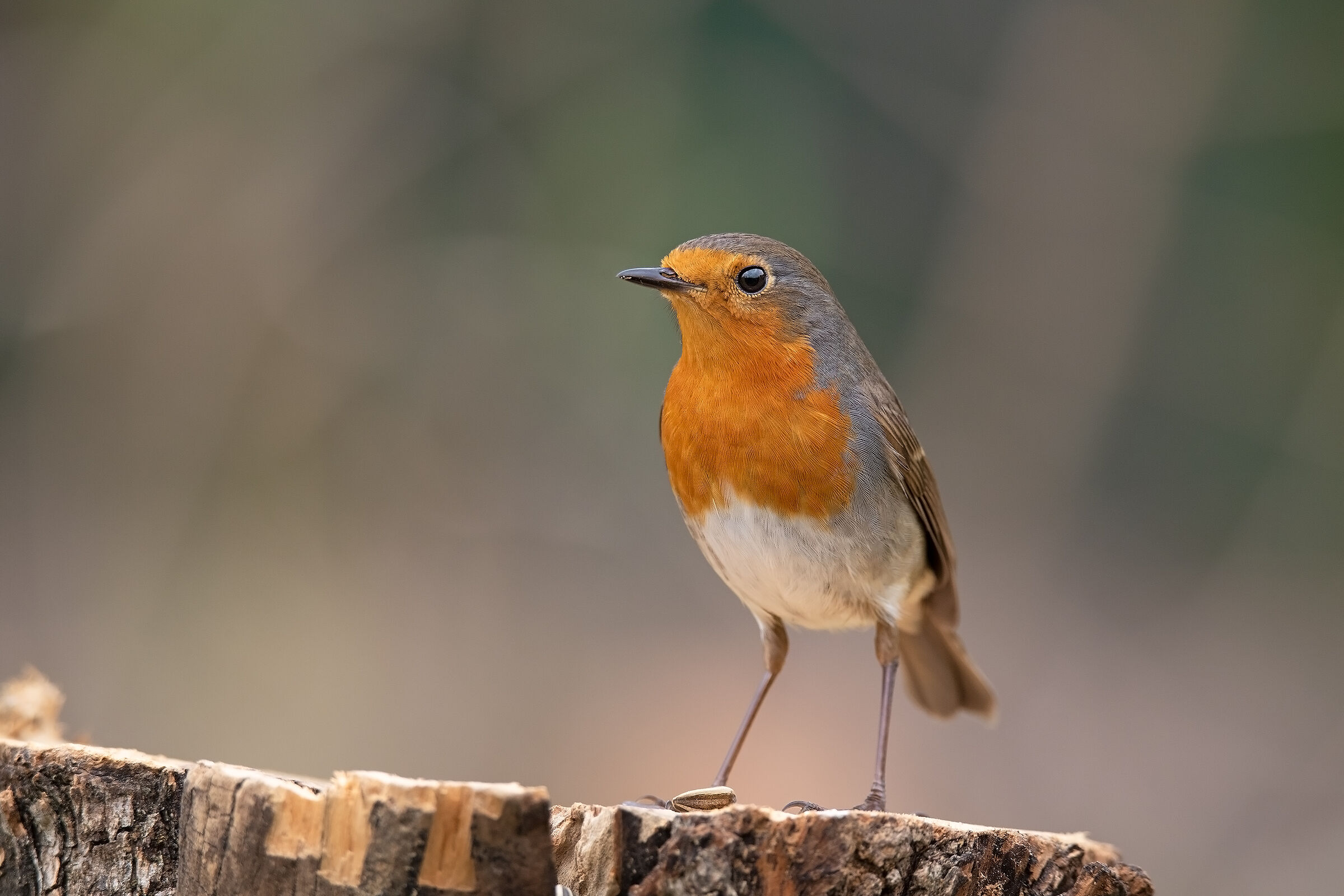 The return of the robin