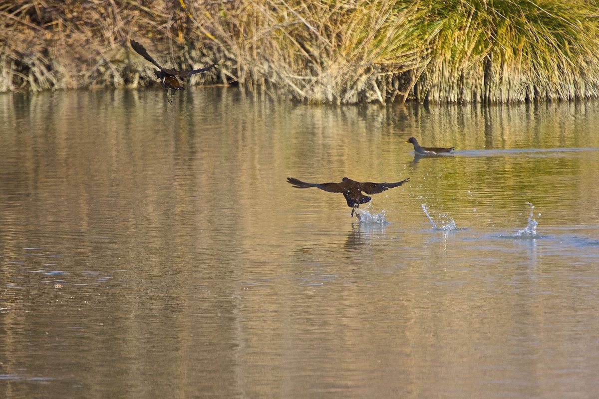 I'll give you a track