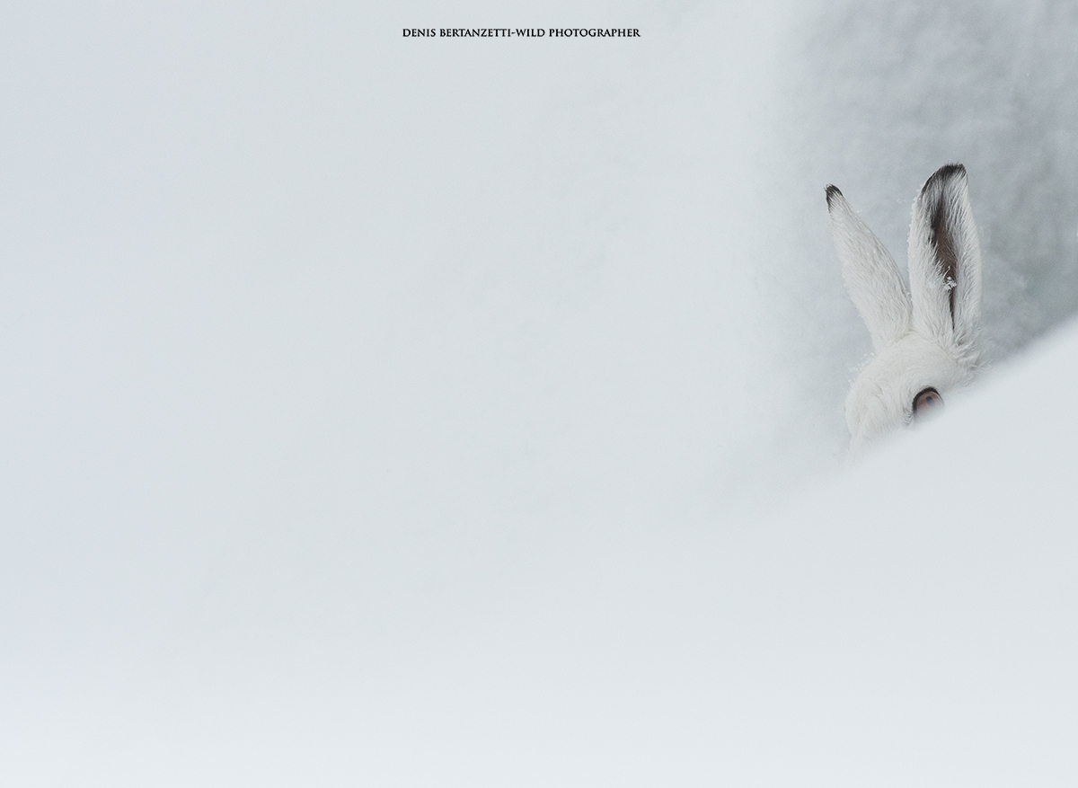 Alpine white hare