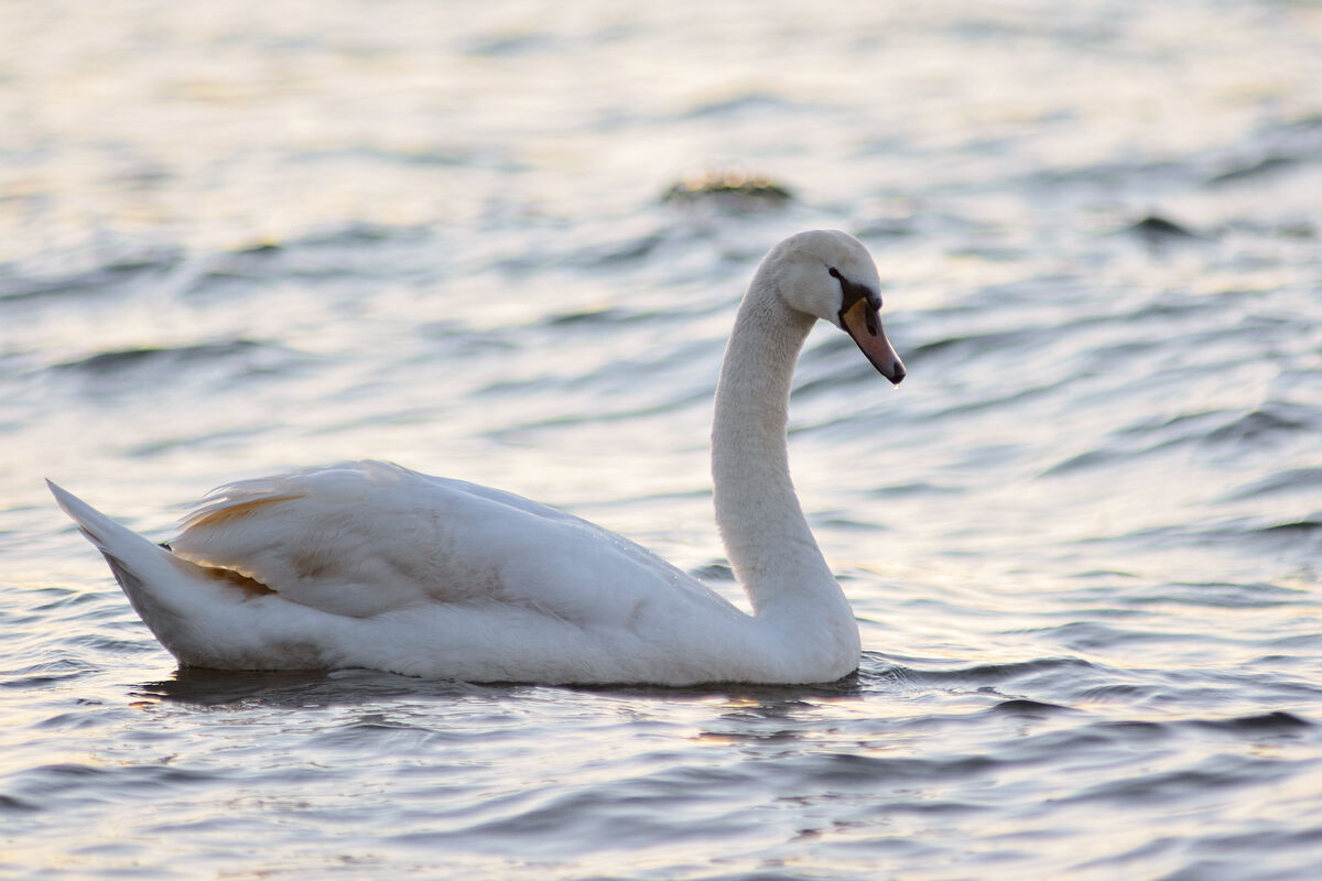 Swan at sunset - Anguillara 20200308
