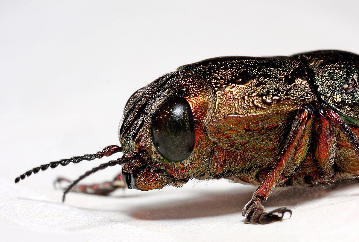 Anthaxia quadripunctata (Elateriformia)