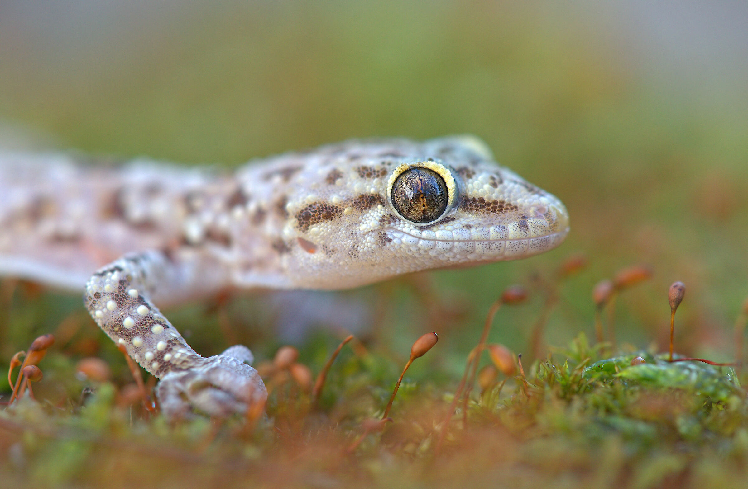 Warty gecko