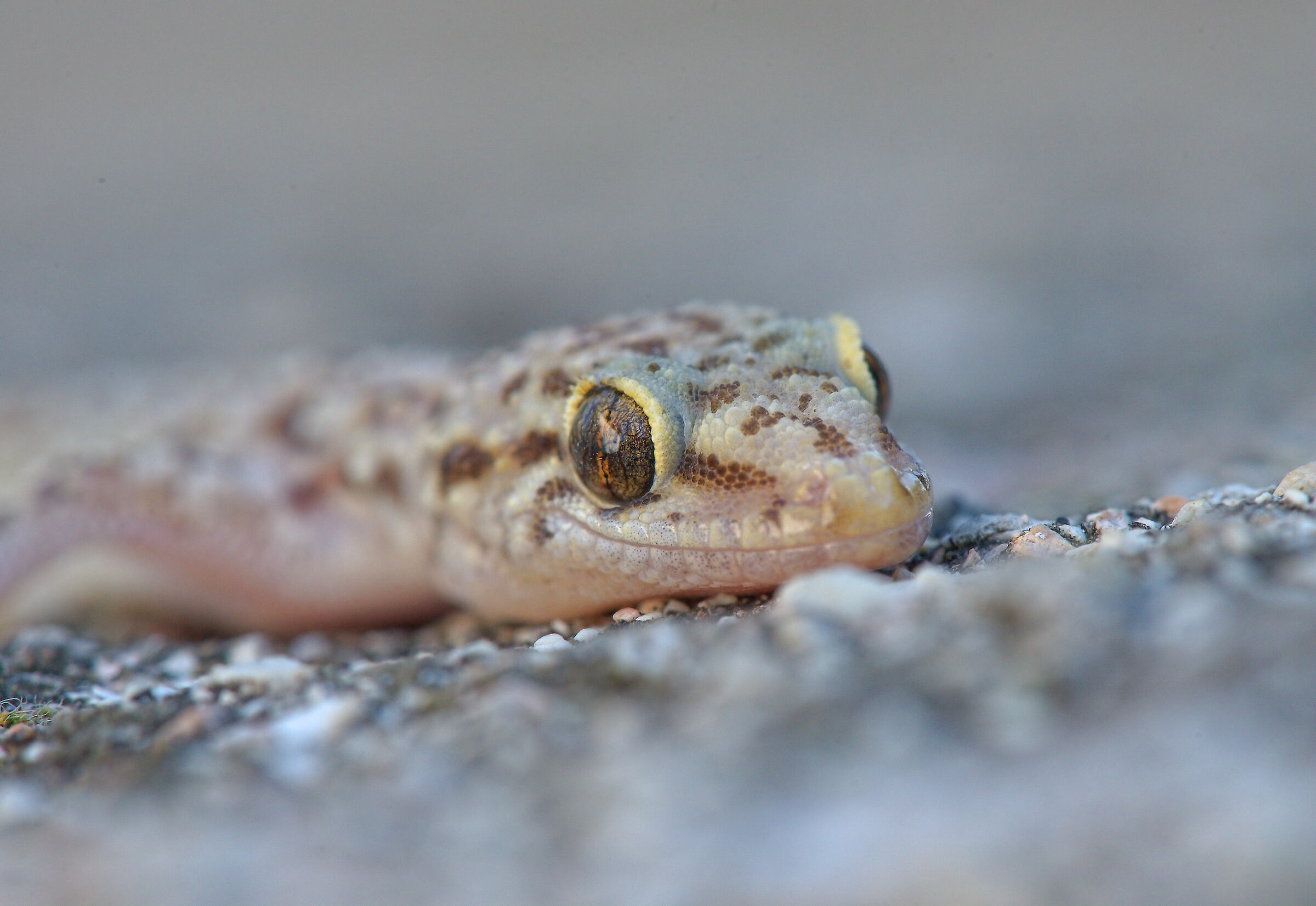 Warty gecko