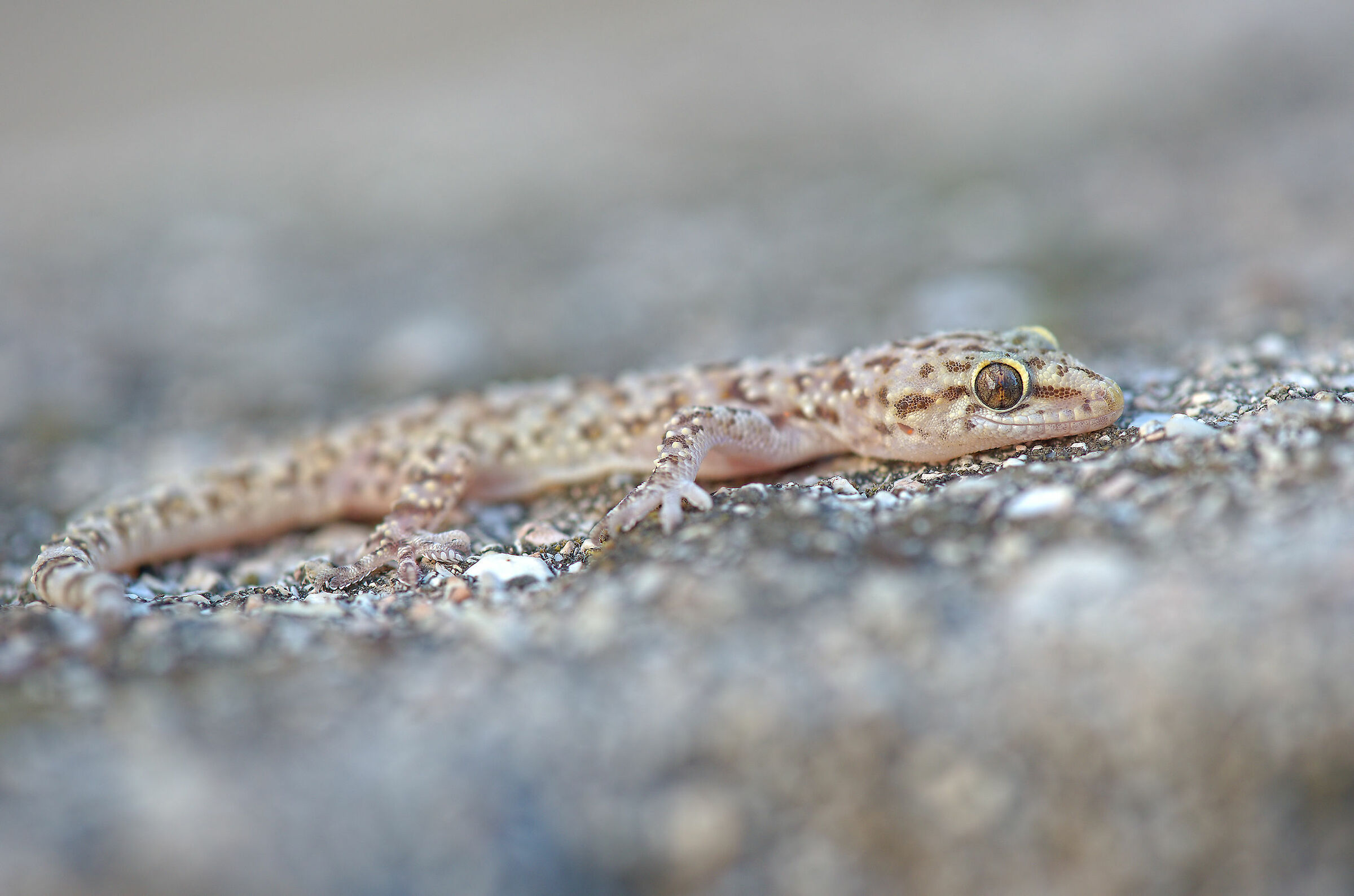 Warty gecko