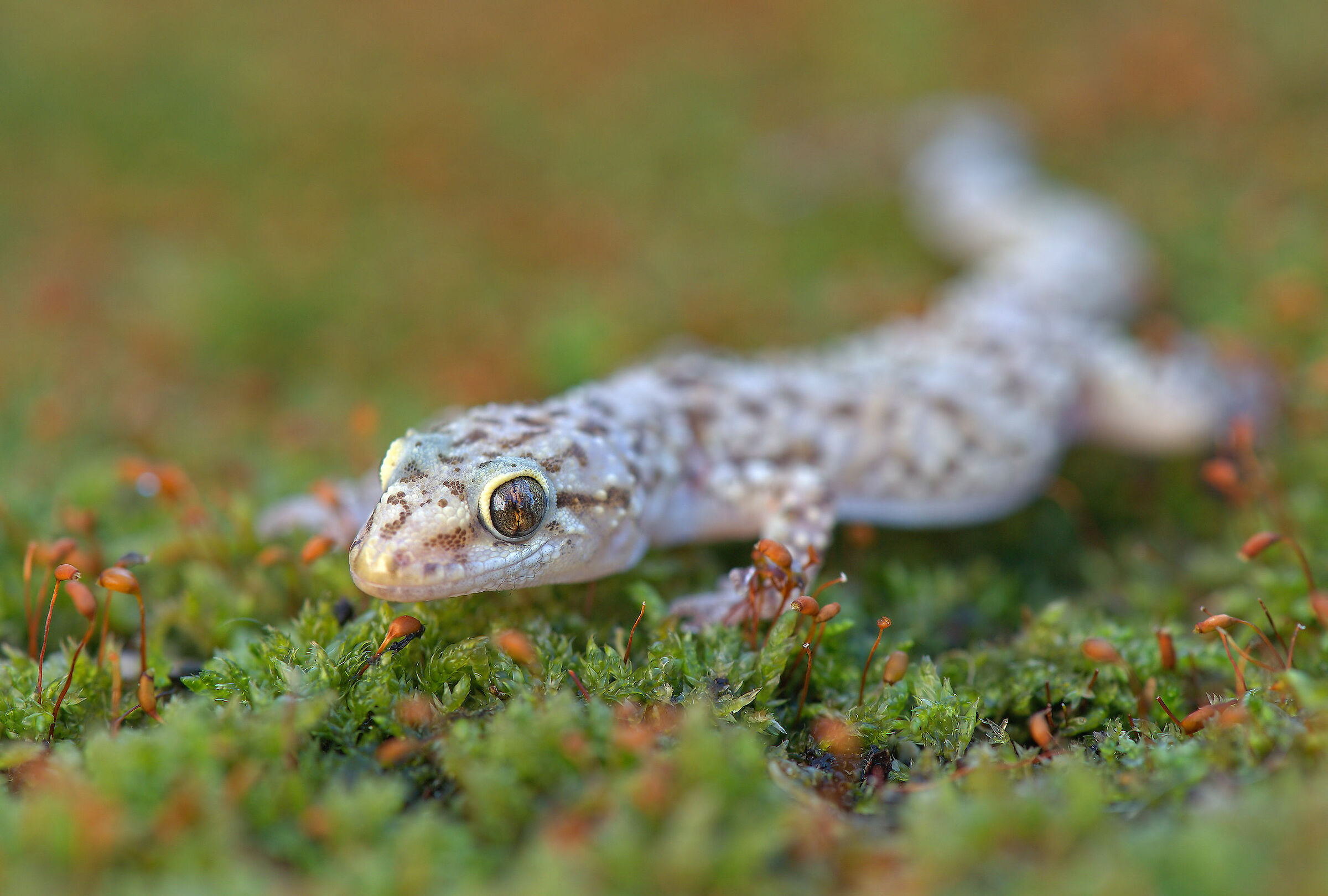 Warty gecko