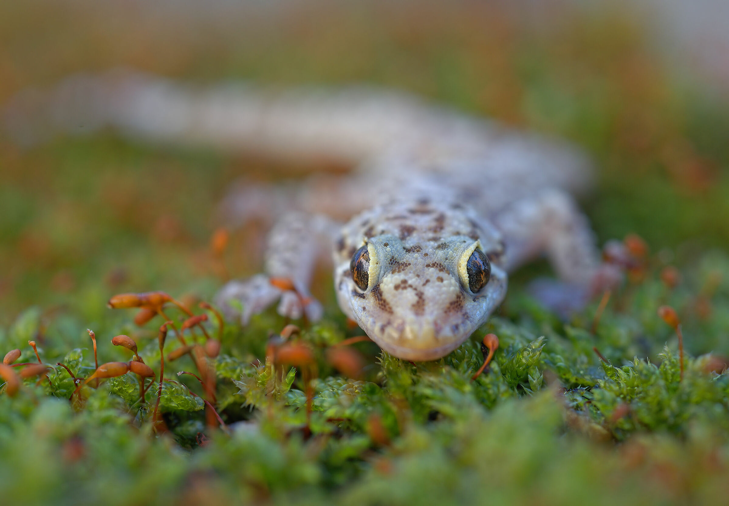 Warty gecko