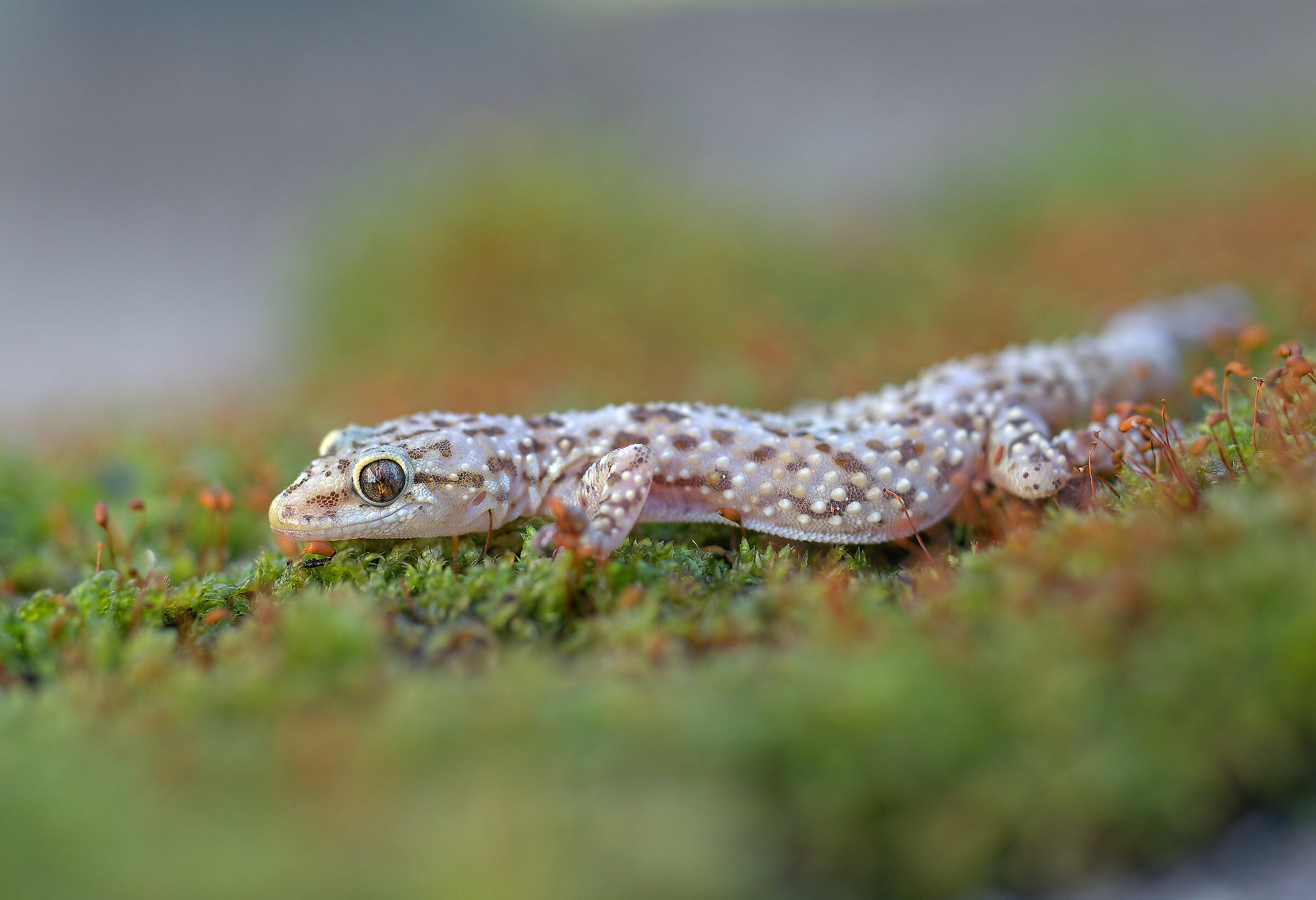 Warty gecko