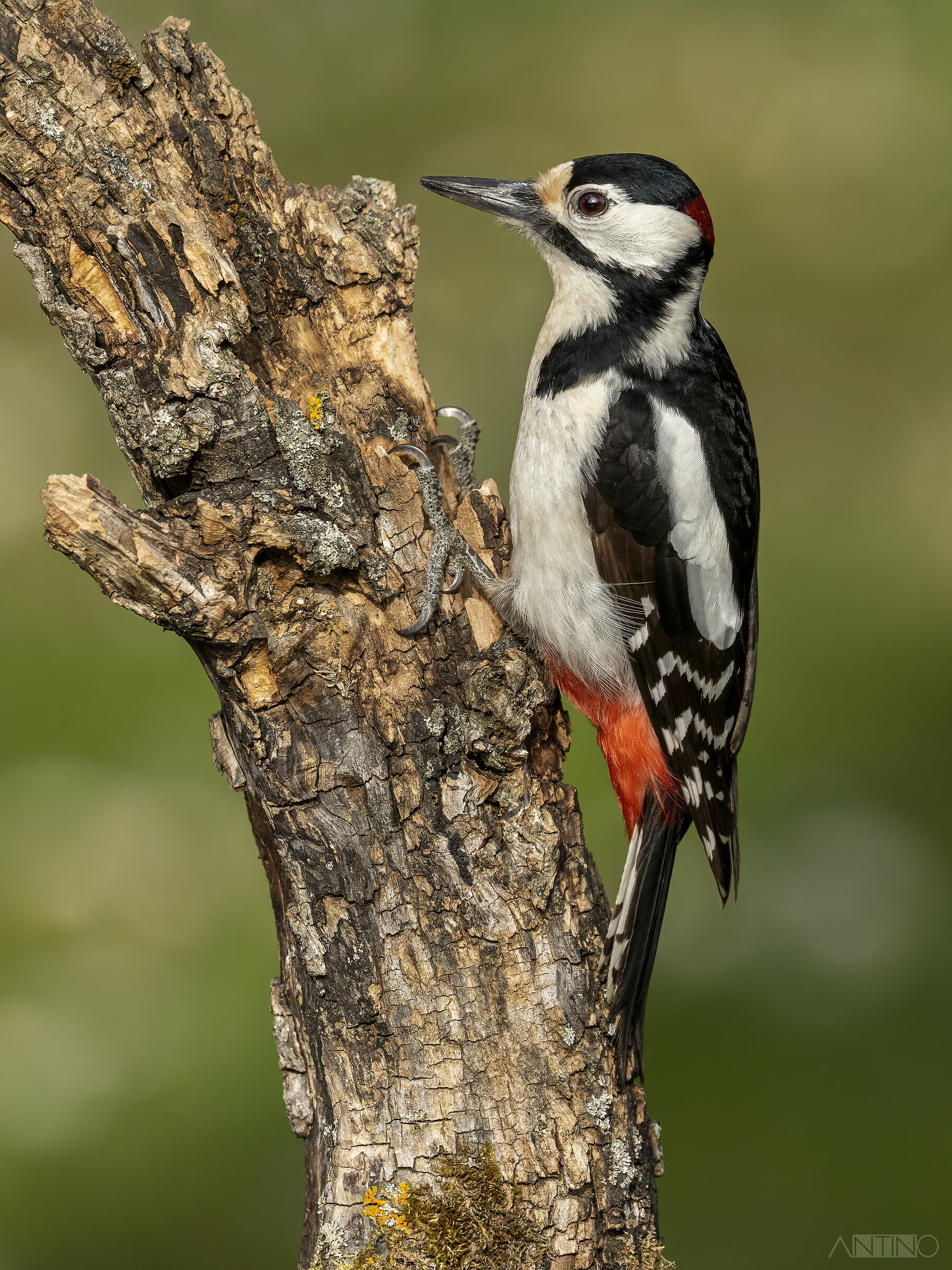 Rosso maggiore maschio