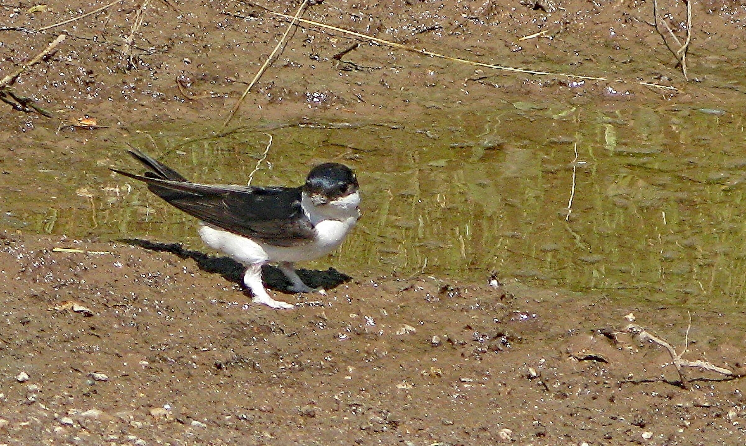 Balestruccio a terra